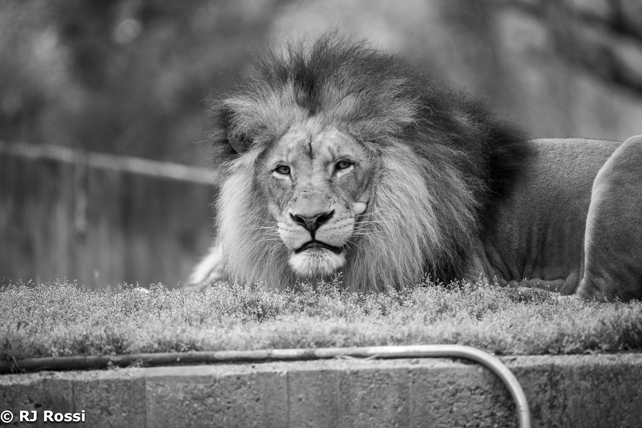 animal-9.jpg