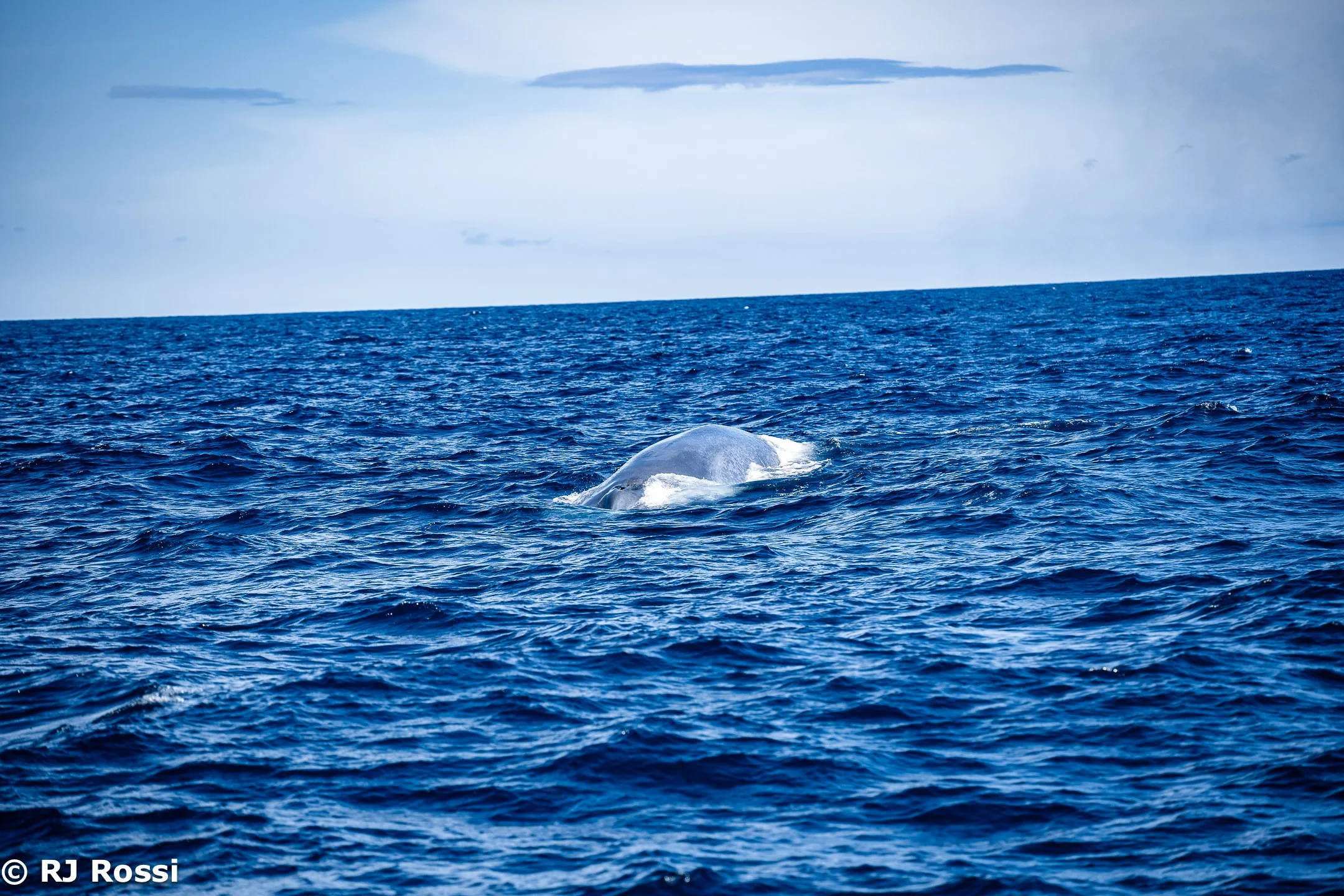 Azoreswhale-42.jpg