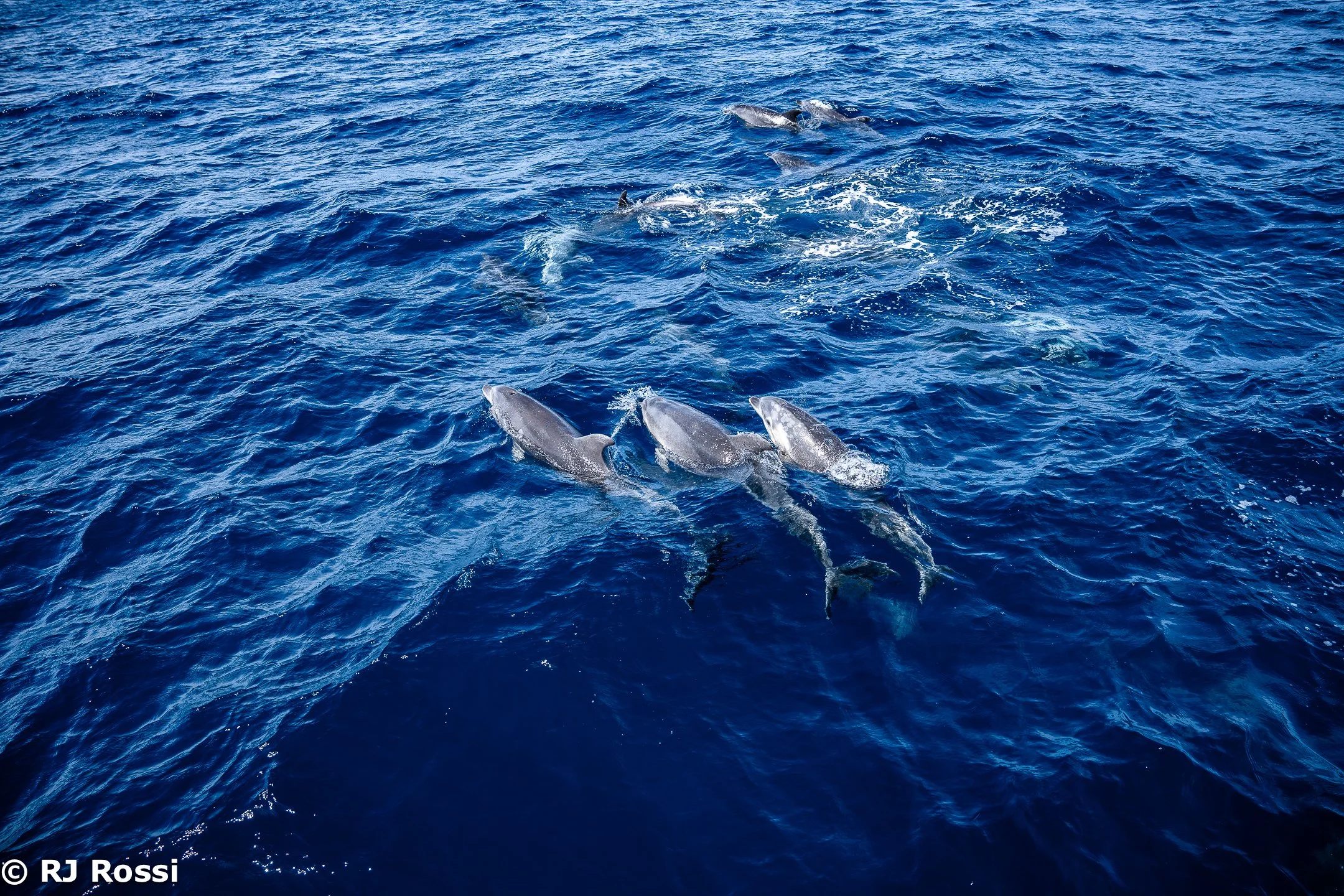 Azoreswhale-37.jpg
