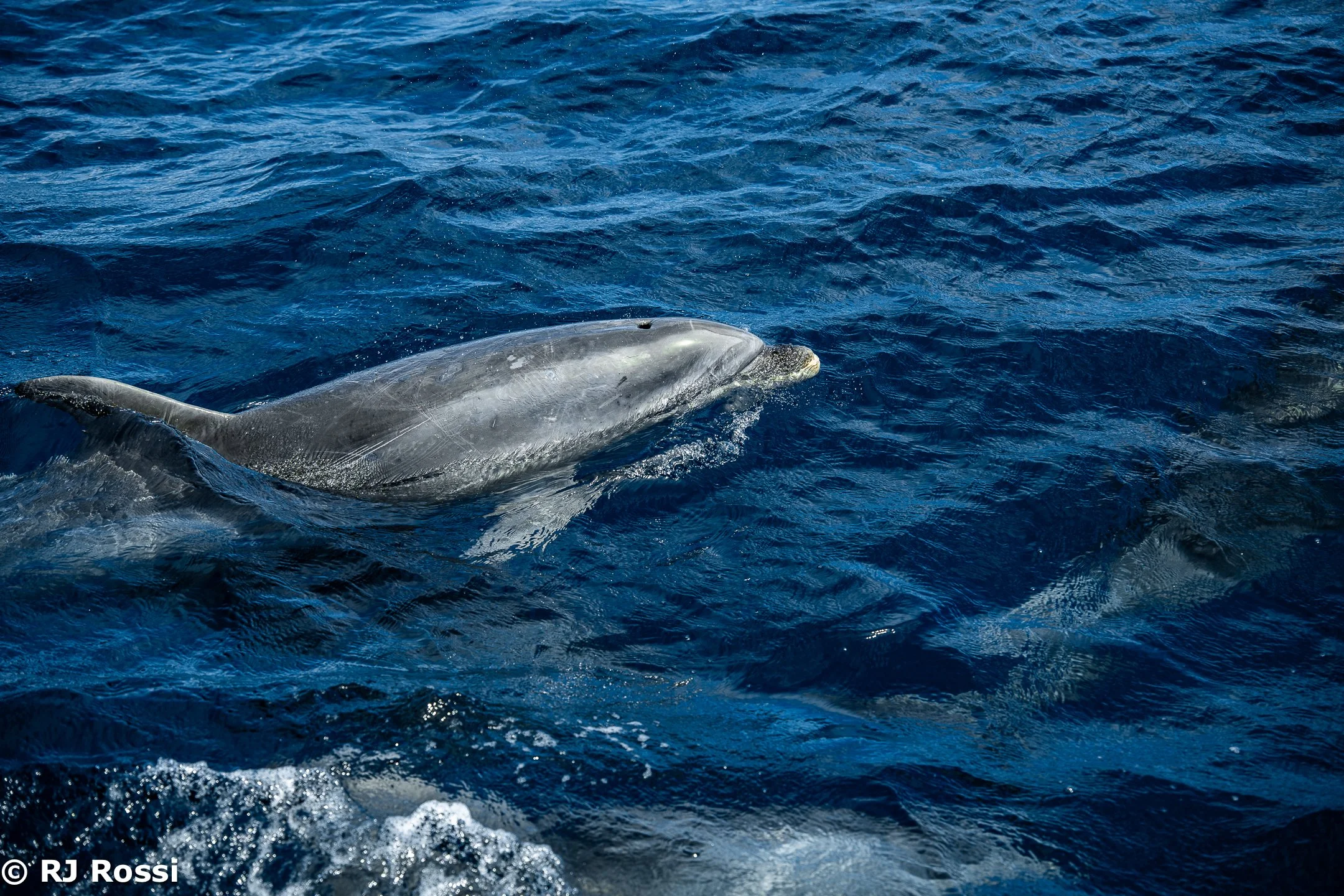 Azoreswhale-20.jpg