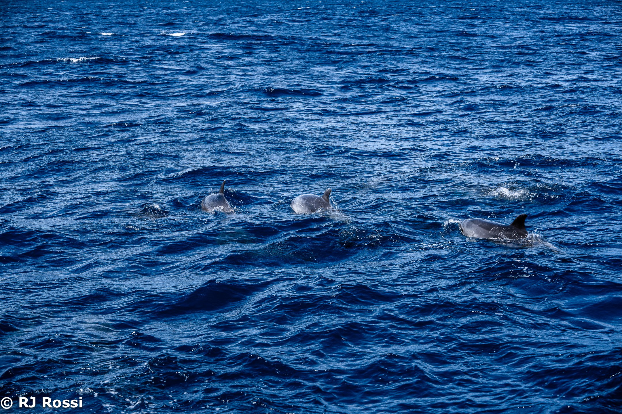 Azoreswhale-38.jpg