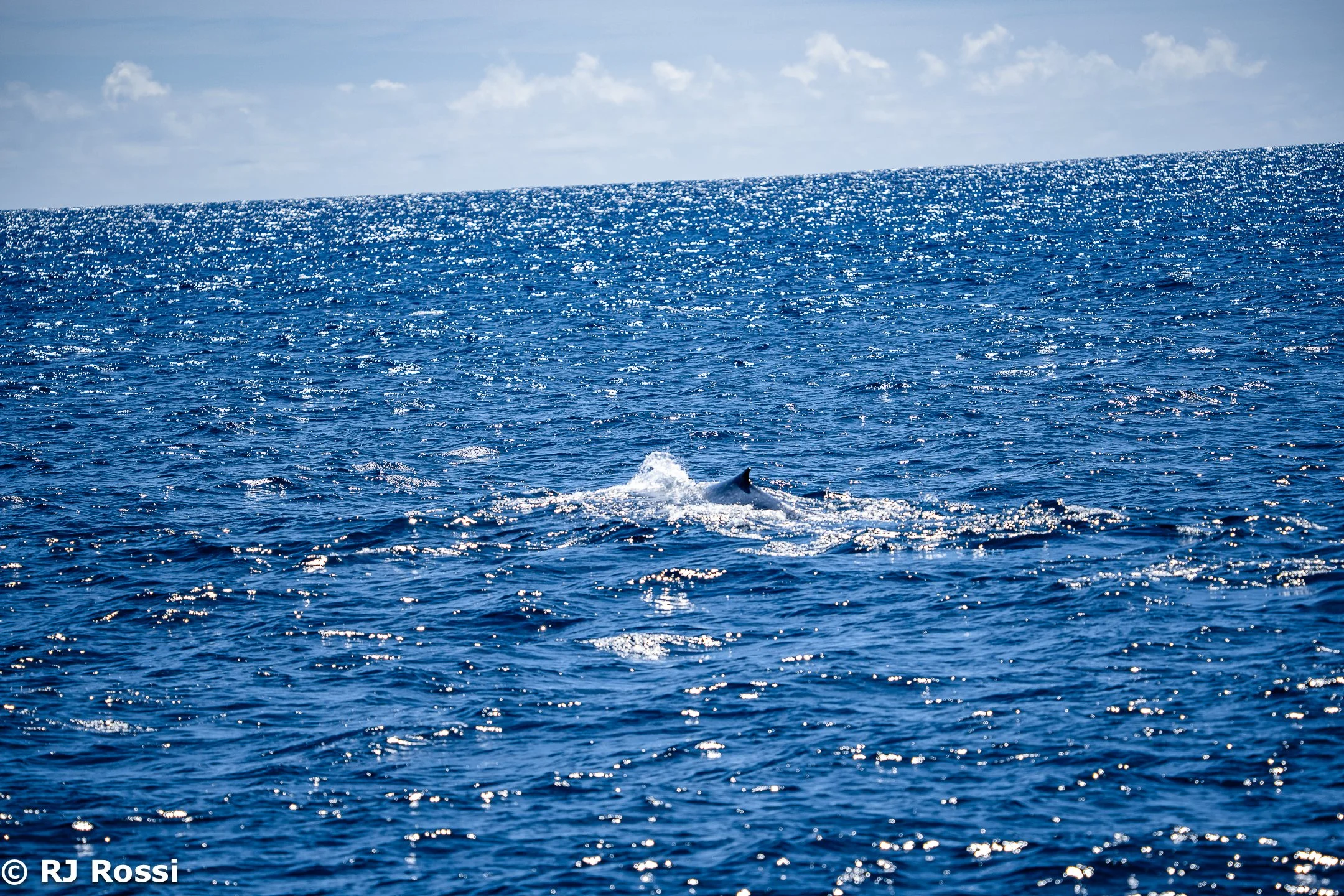 Azoreswhale-44.jpg