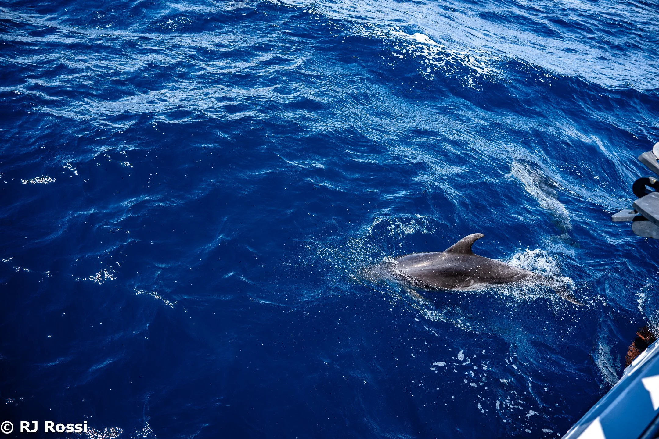 Azoreswhale-39.jpg