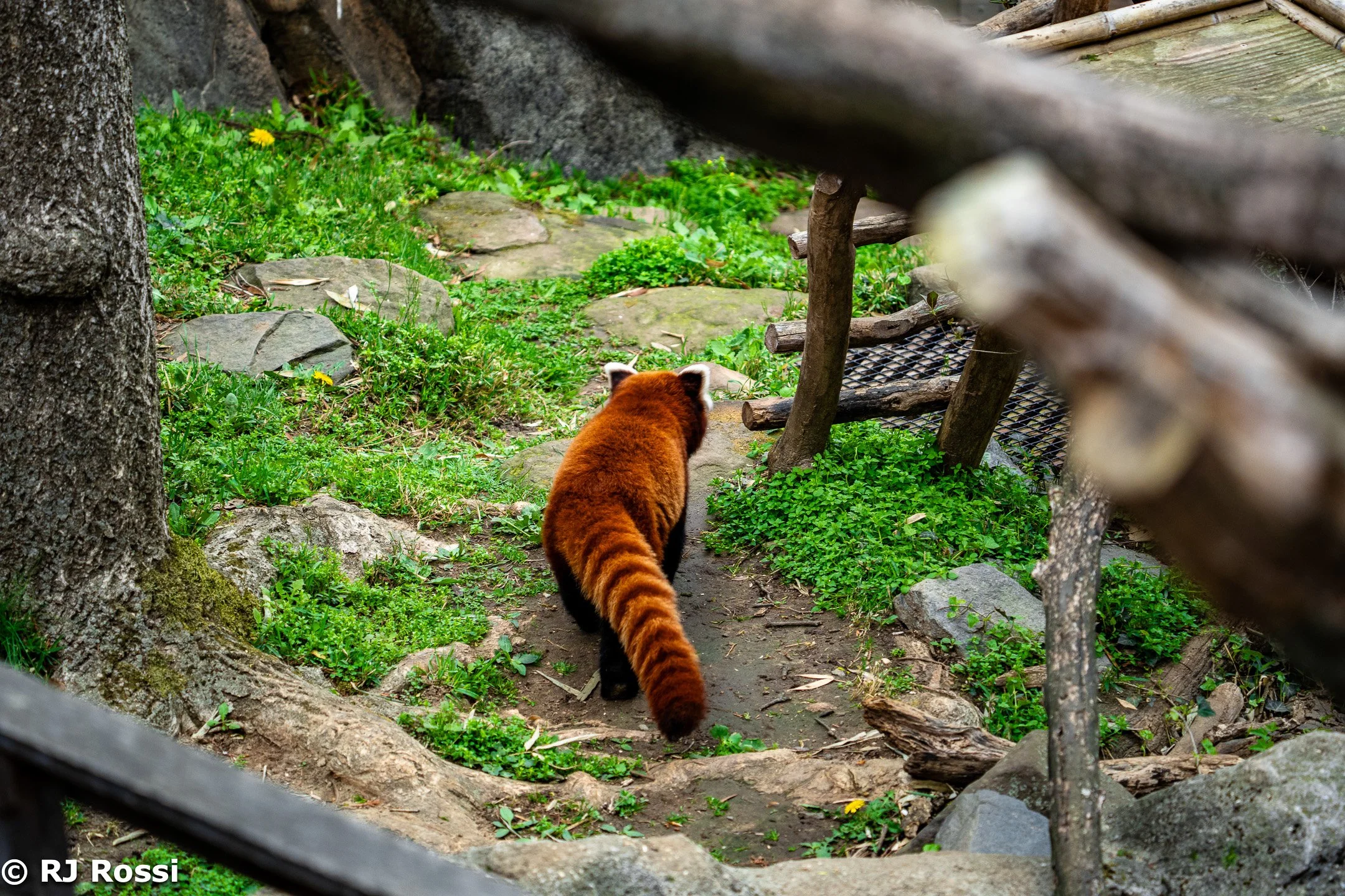 animal-11.jpg
