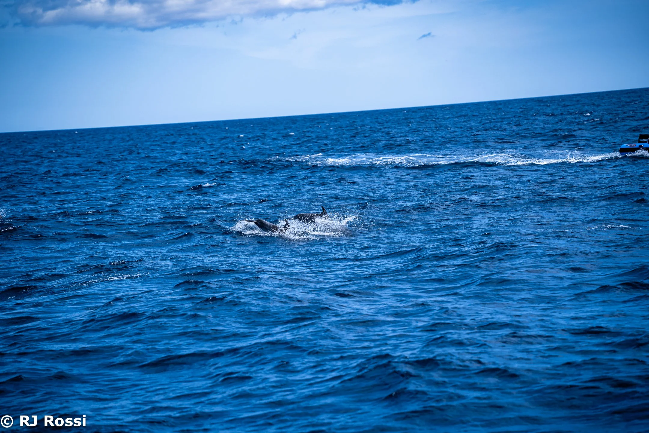 Azoreswhale-15.jpg