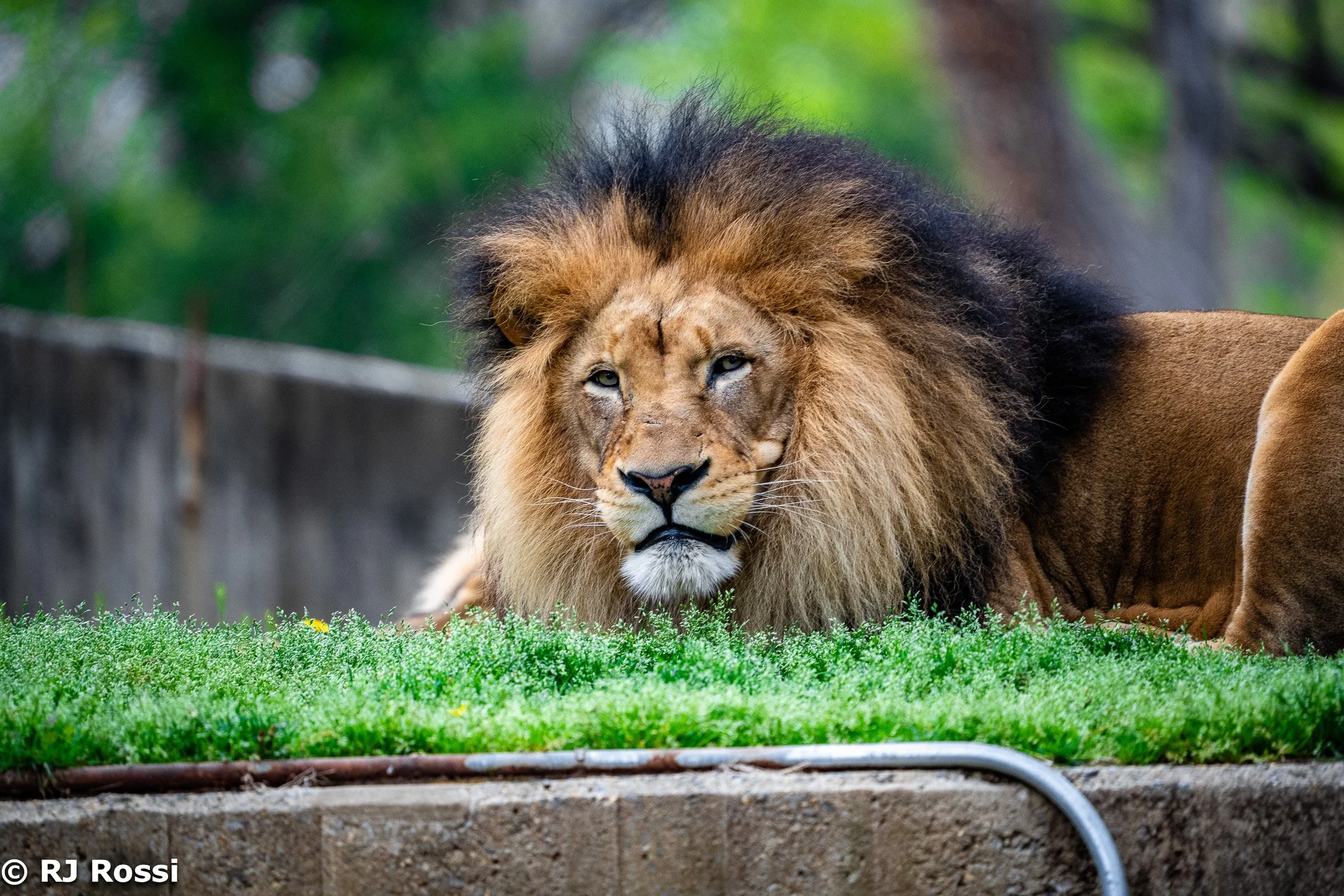 animal-8.jpg