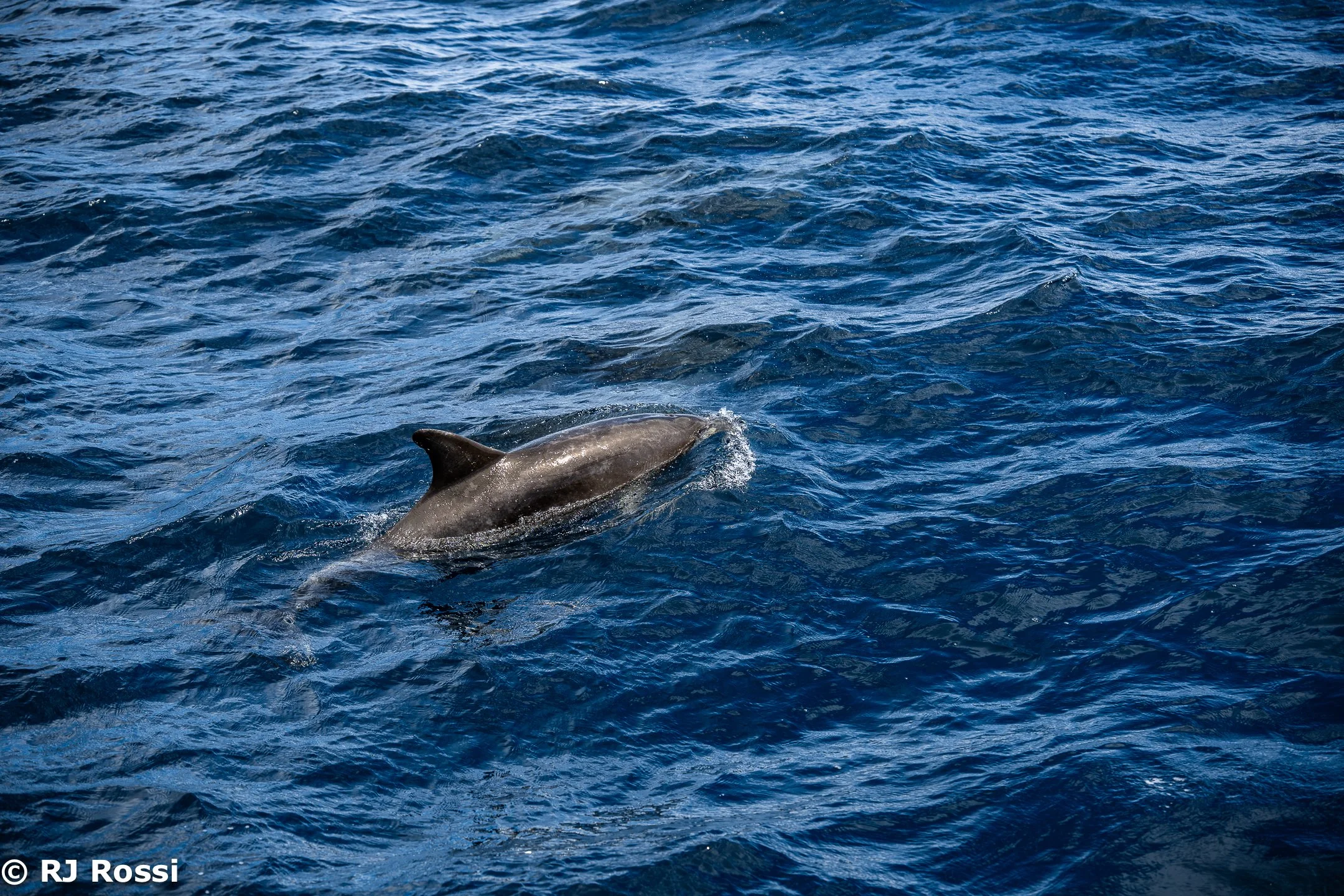 Azoreswhale-24.jpg