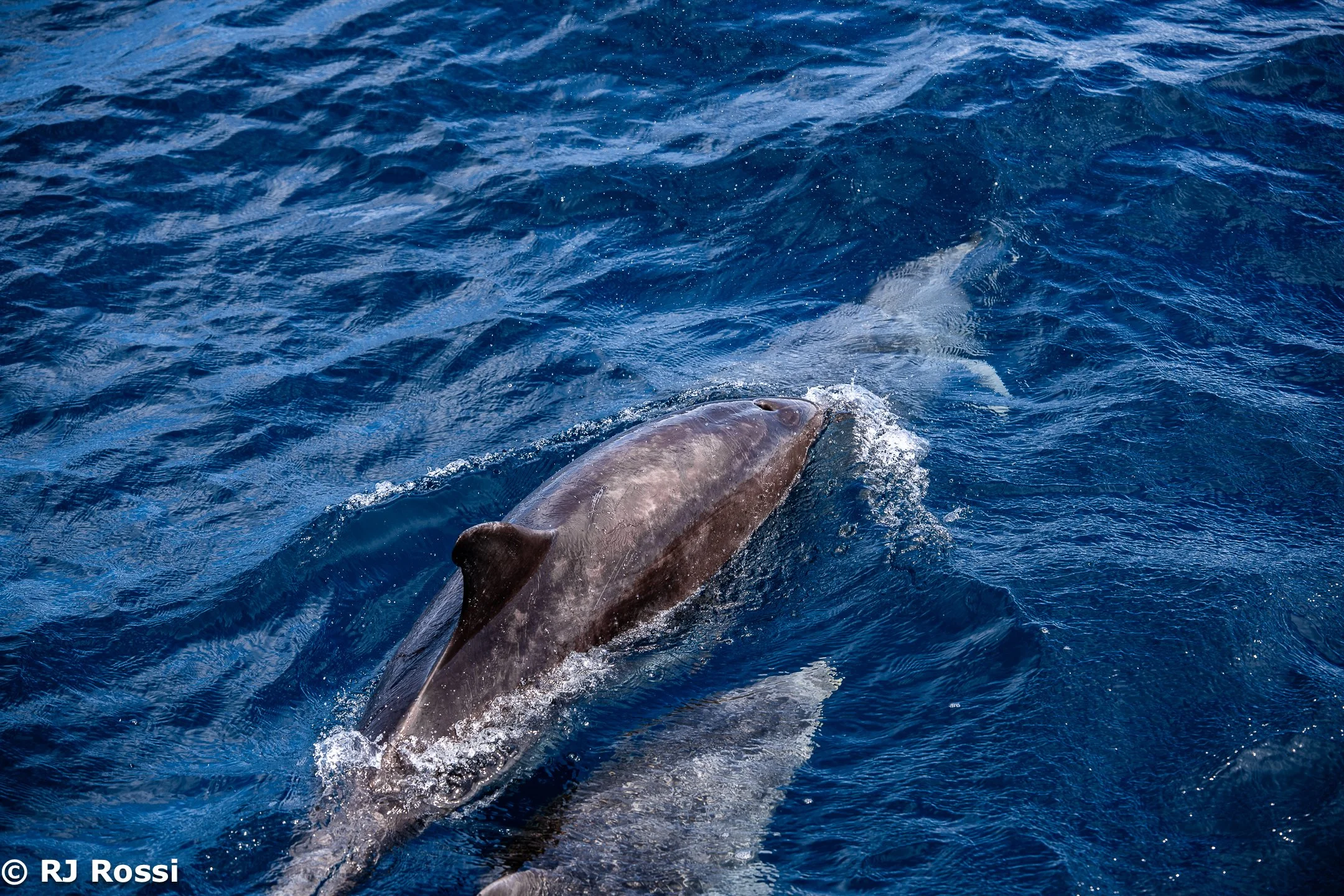 Azoreswhale-23.jpg