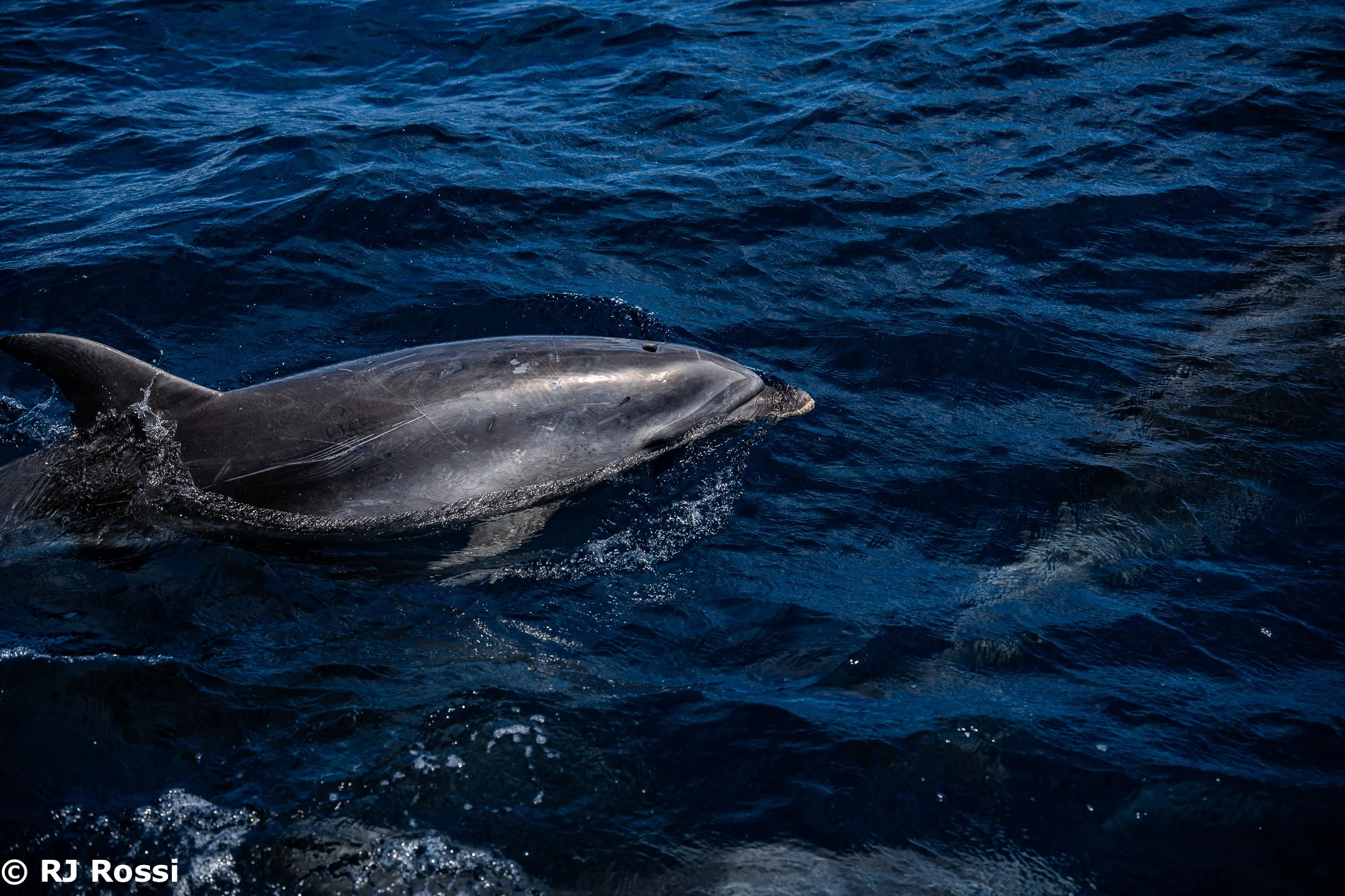 Azoreswhale-22.jpg