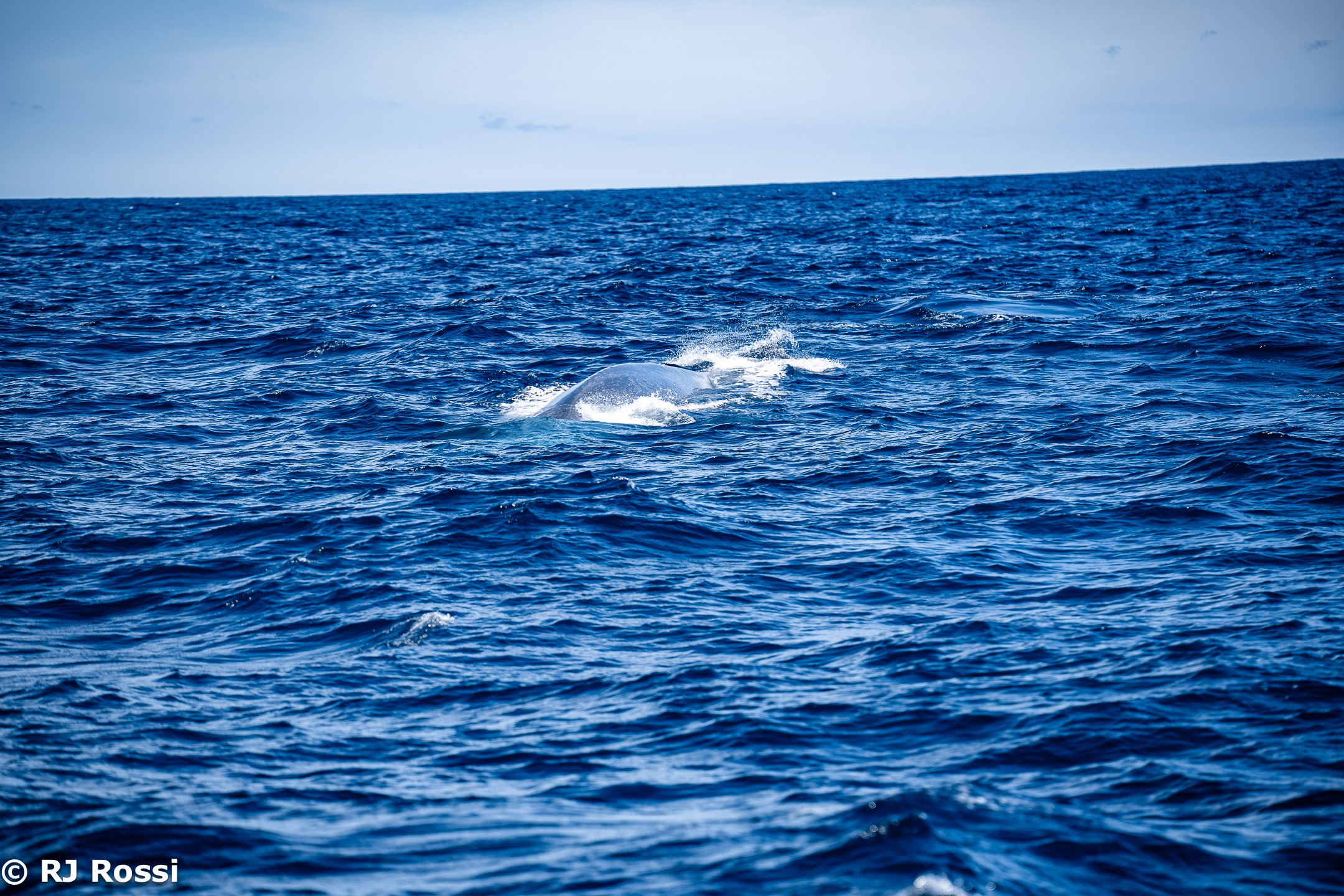 Azoreswhale-43.jpg