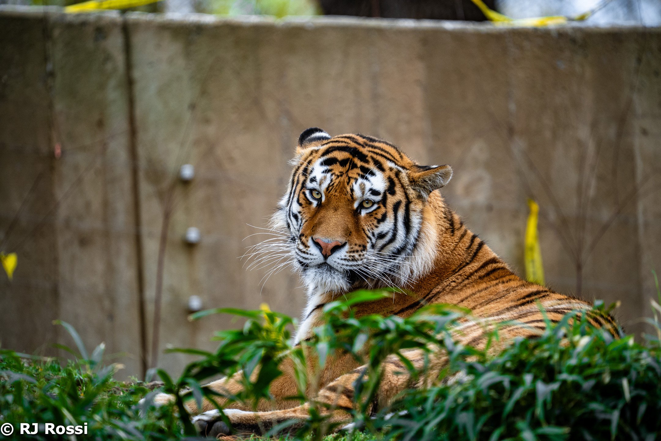 animal-7.jpg