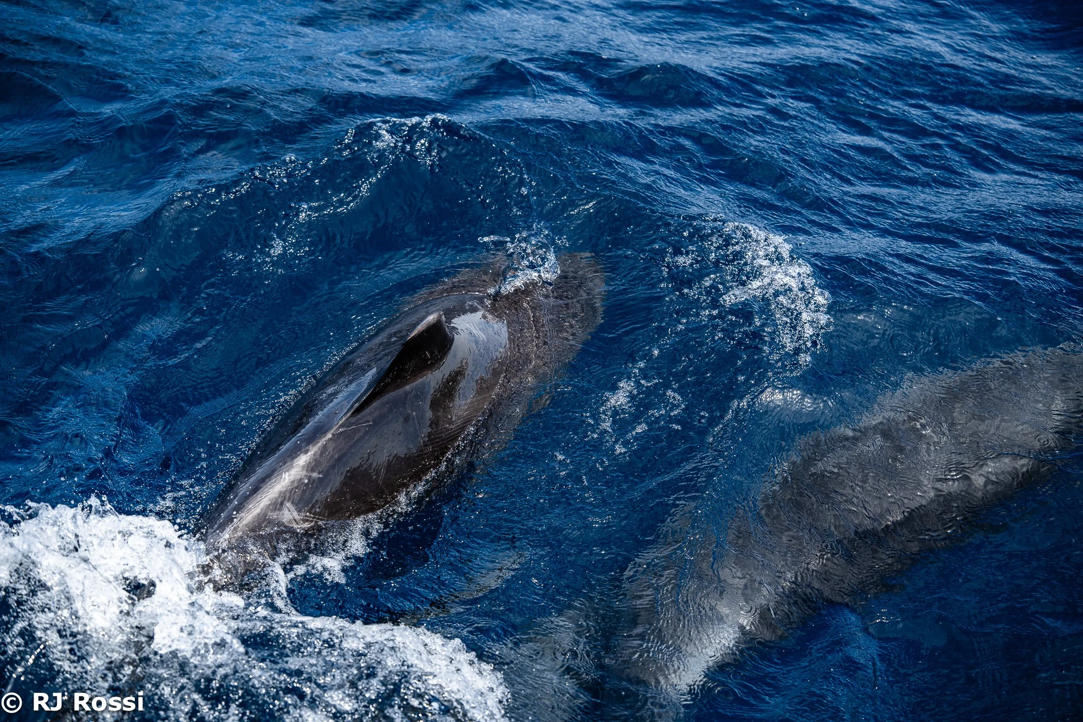 Azoreswhale-16.jpg