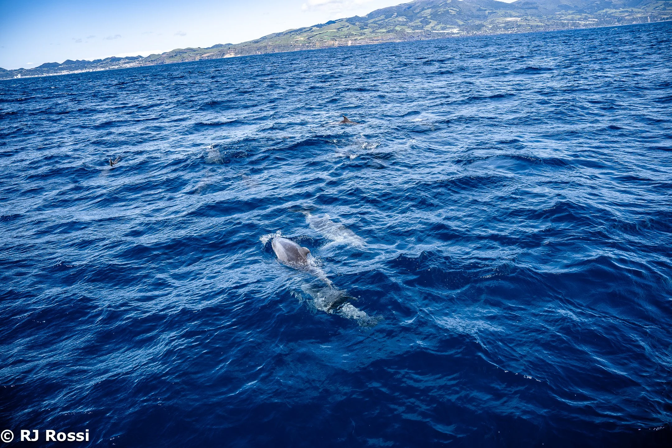 Azoreswhale-35.jpg