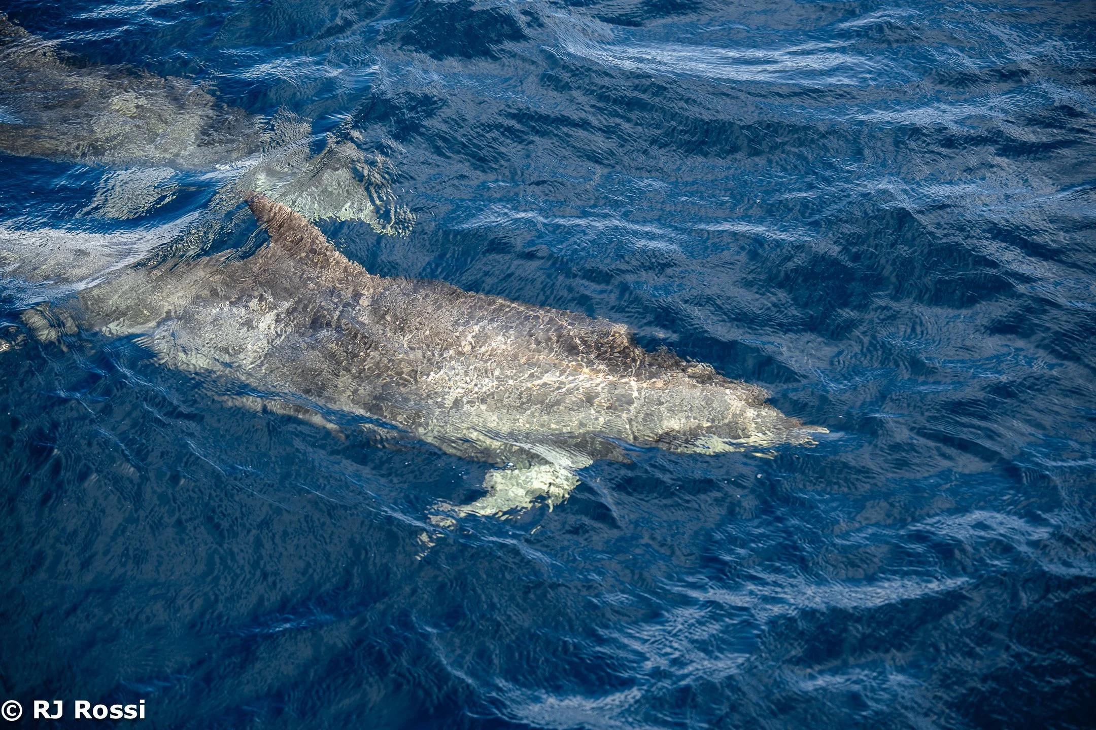 Azoreswhale-17.jpg