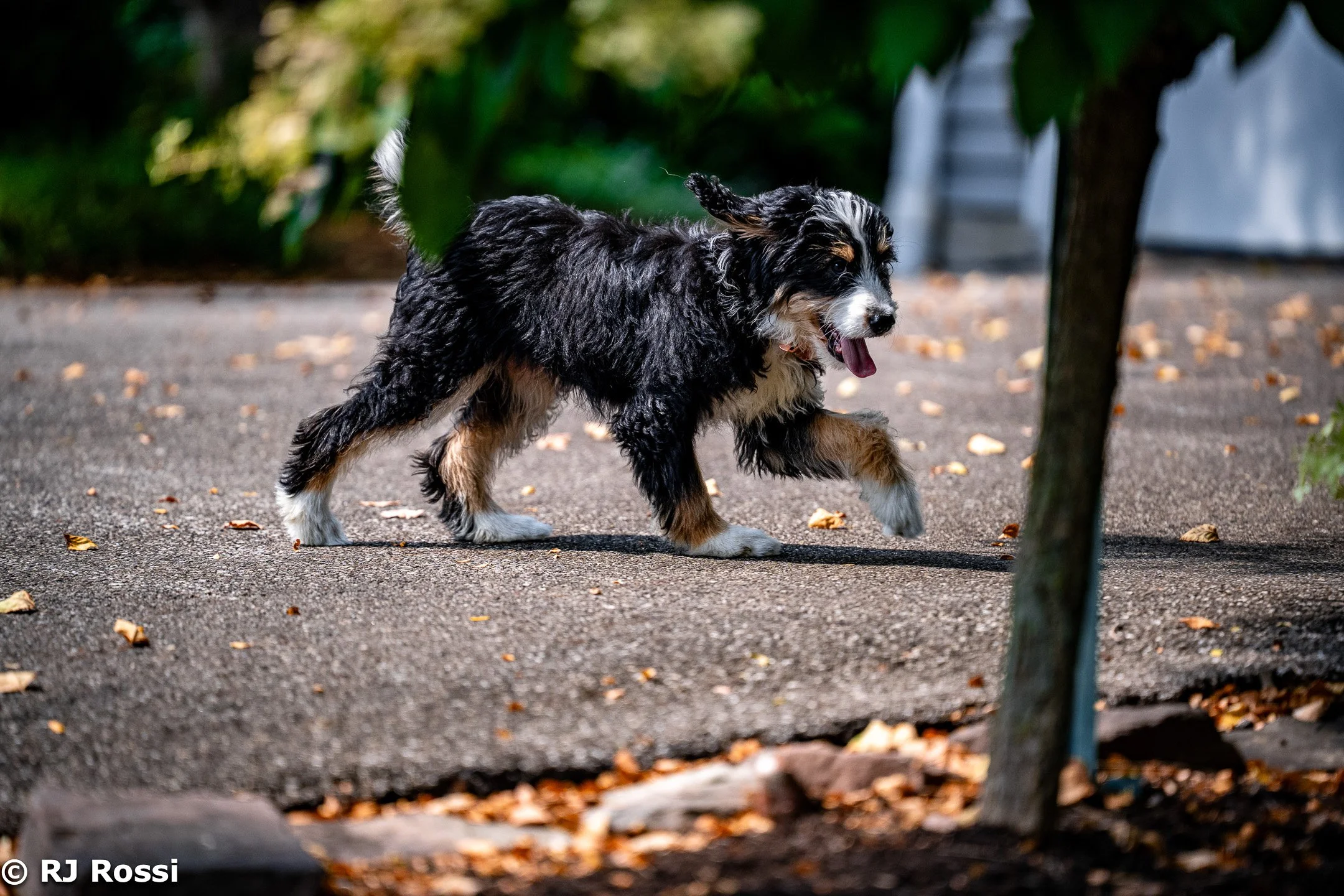 animal-3.jpg