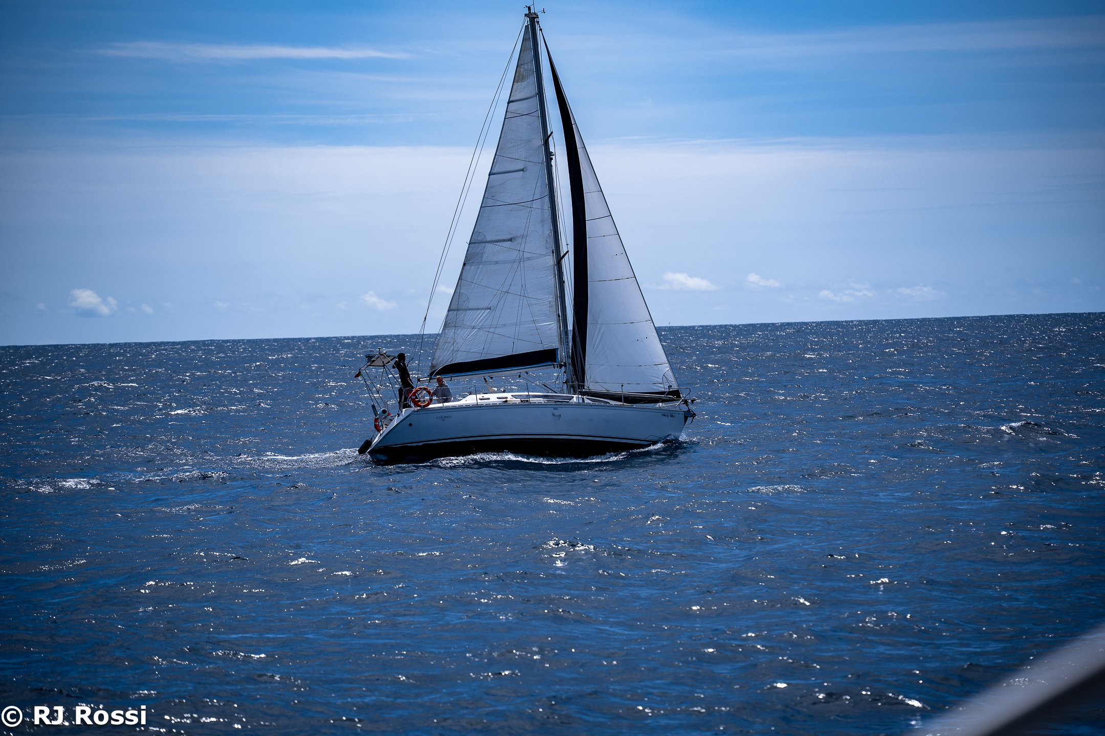Azoreswhale-8.jpg