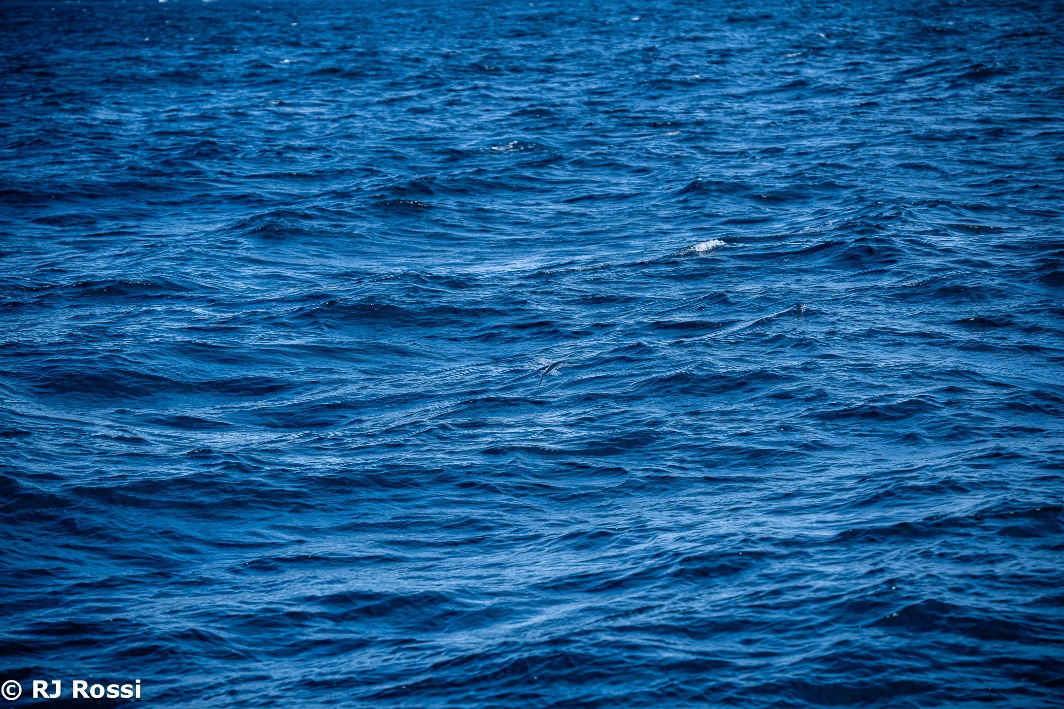 Azoreswhale-11.jpg