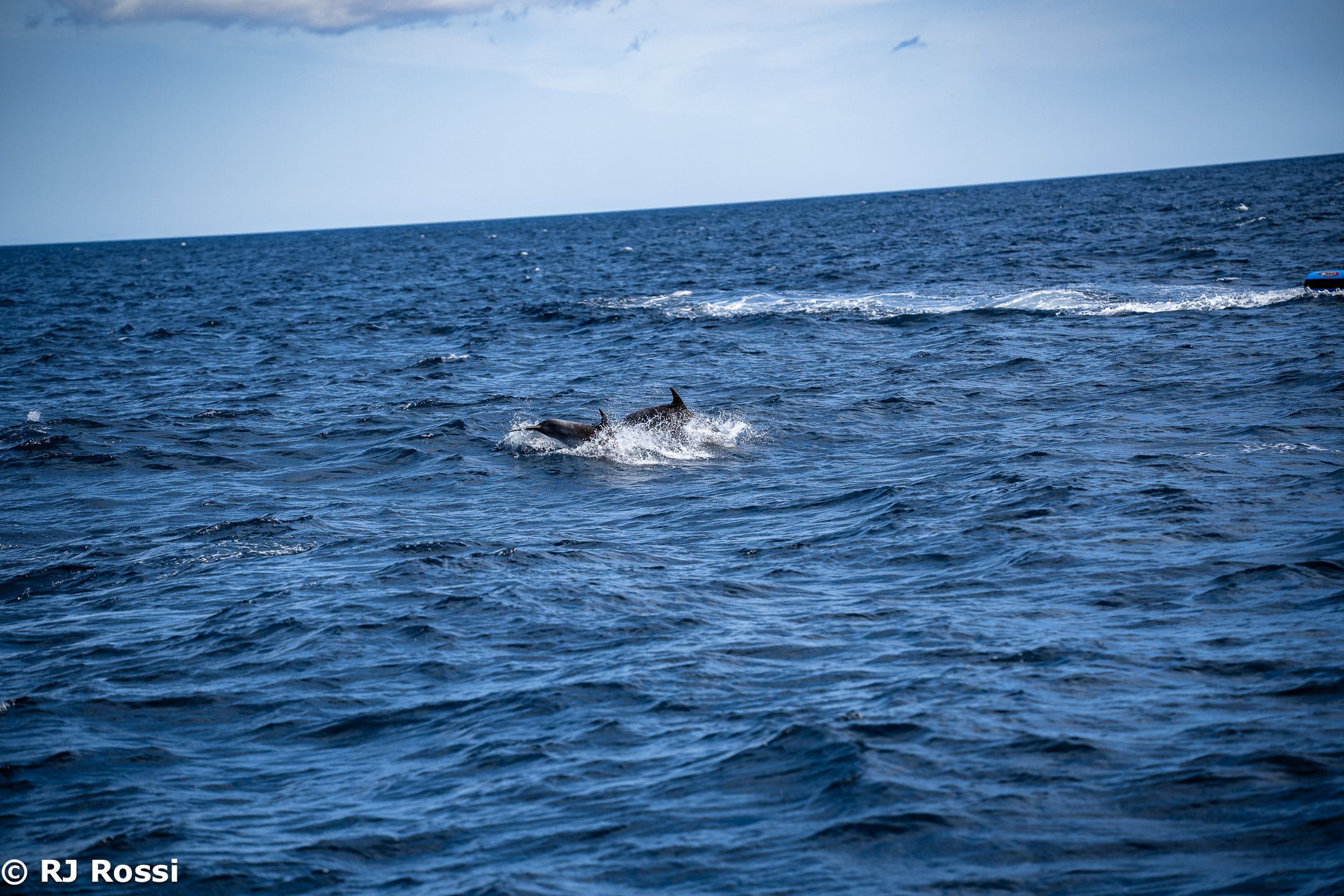 Azoreswhale-14.jpg