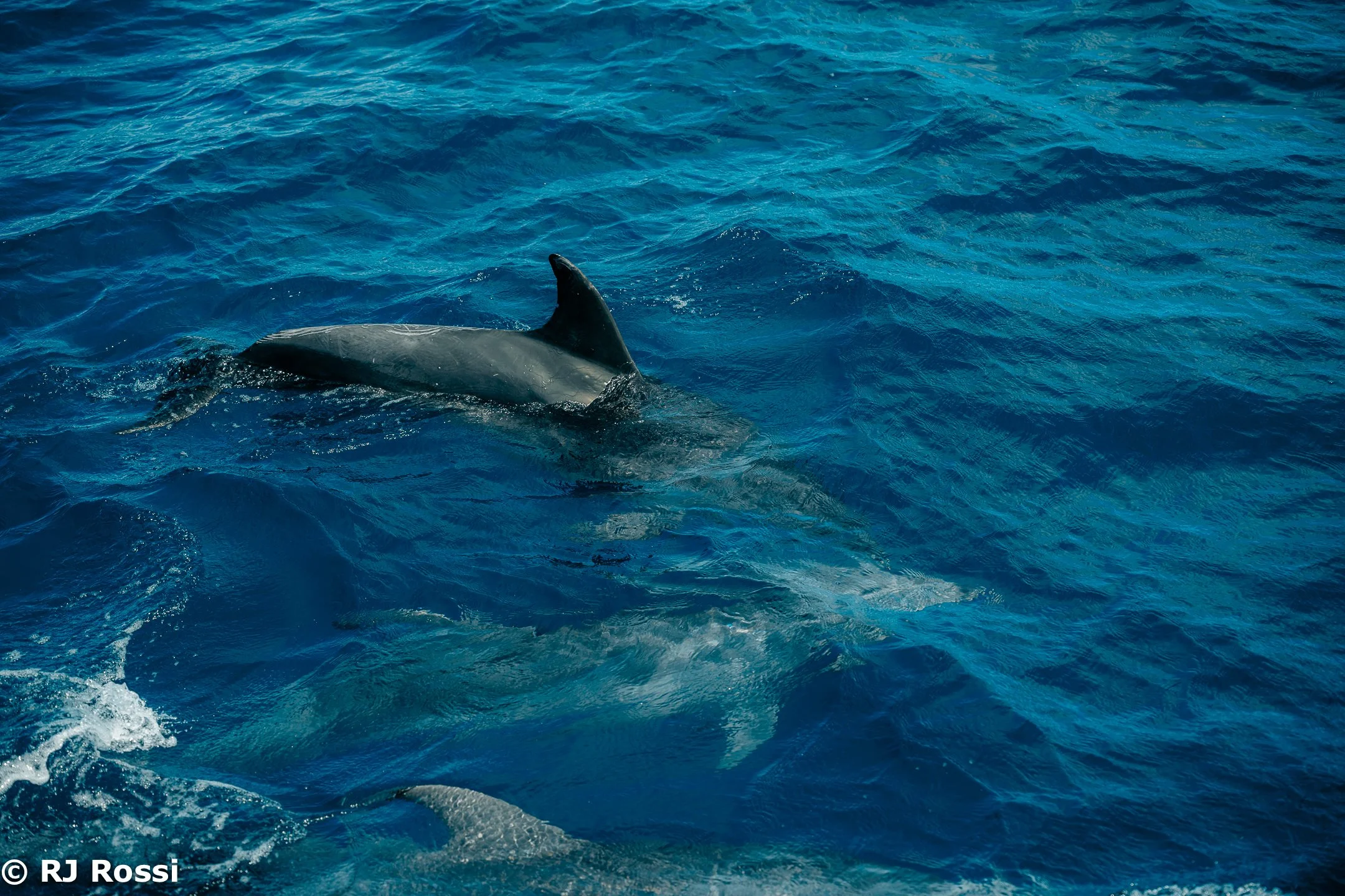 Azoreswhale-19.jpg