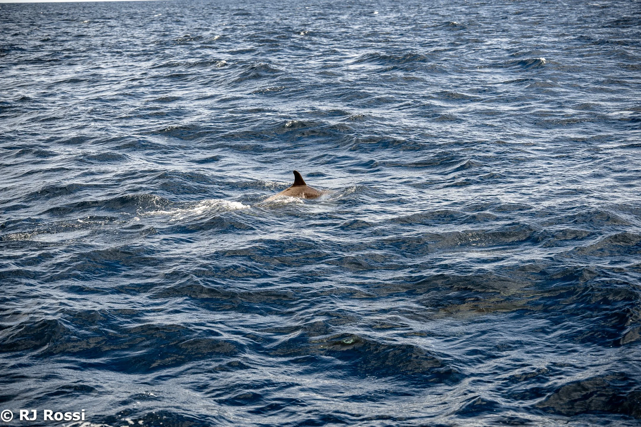 Azoreswhale-26.jpg