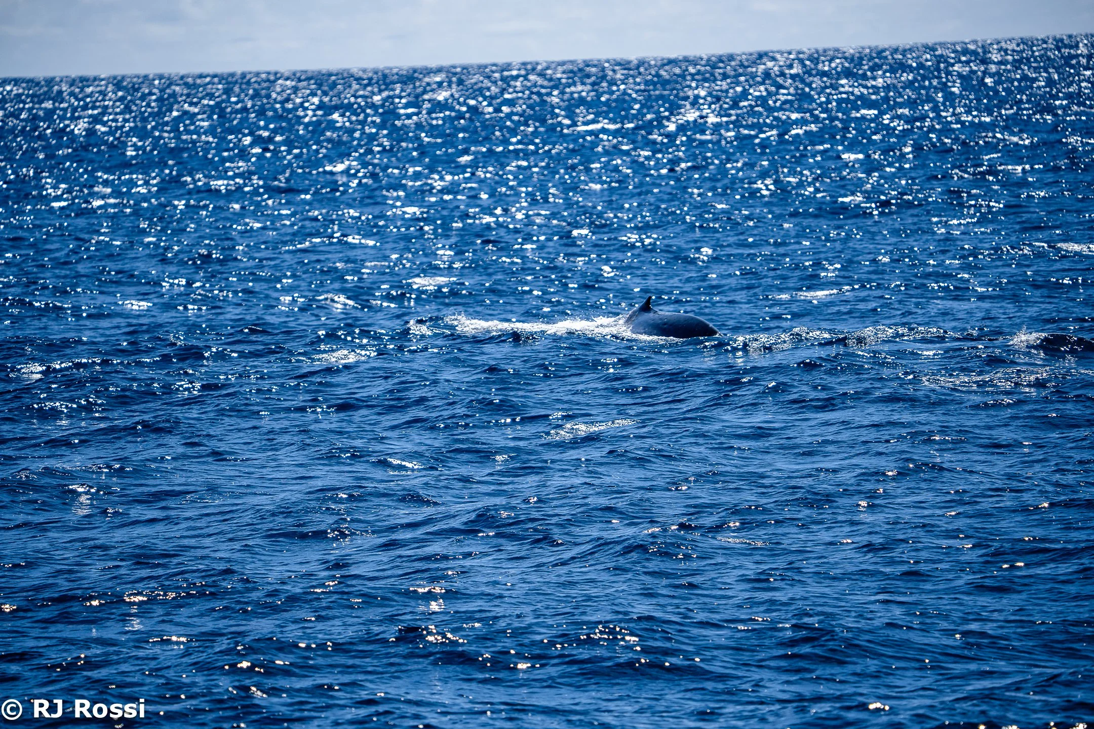 Azoreswhale-45.jpg