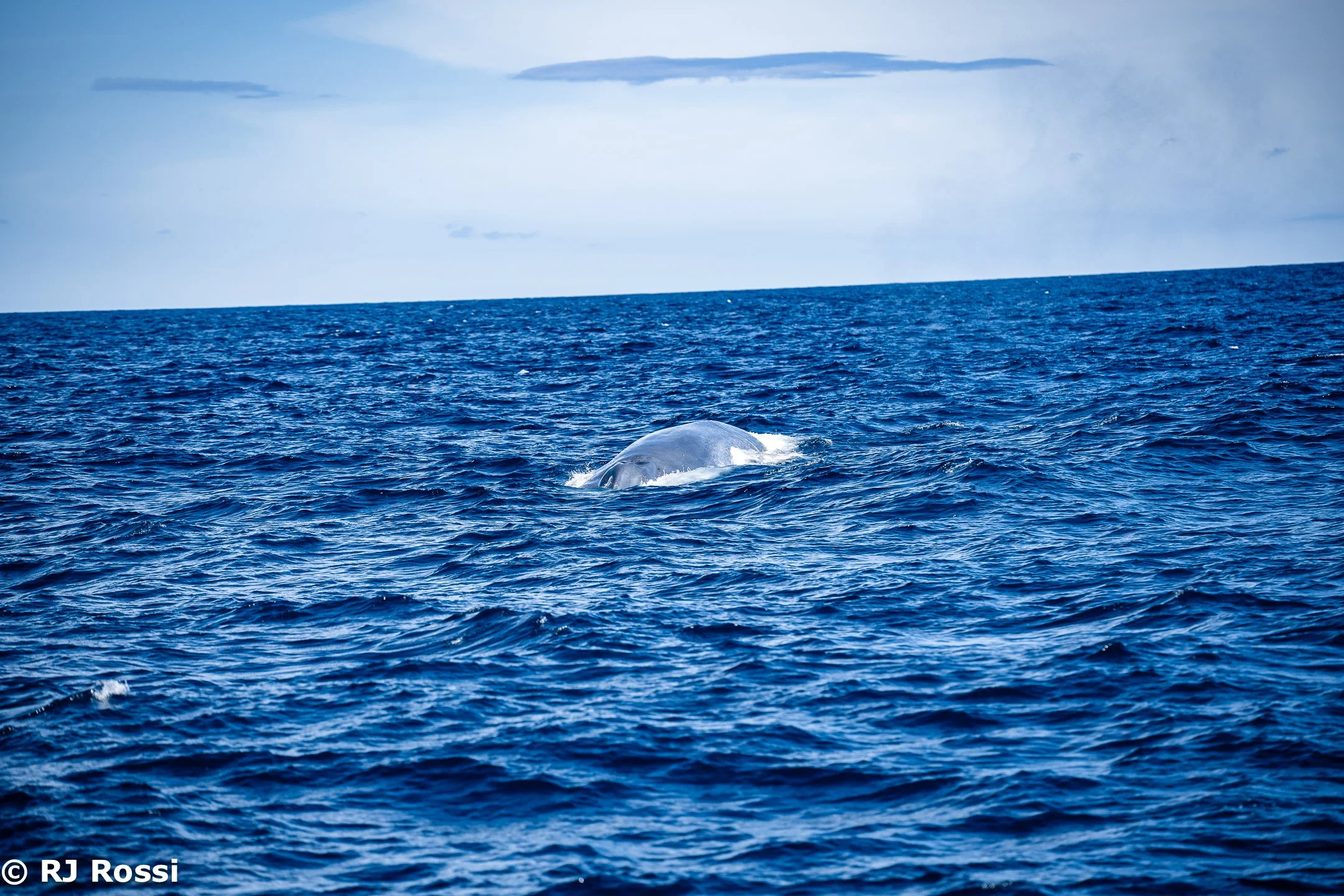 Azoreswhale-41.jpg