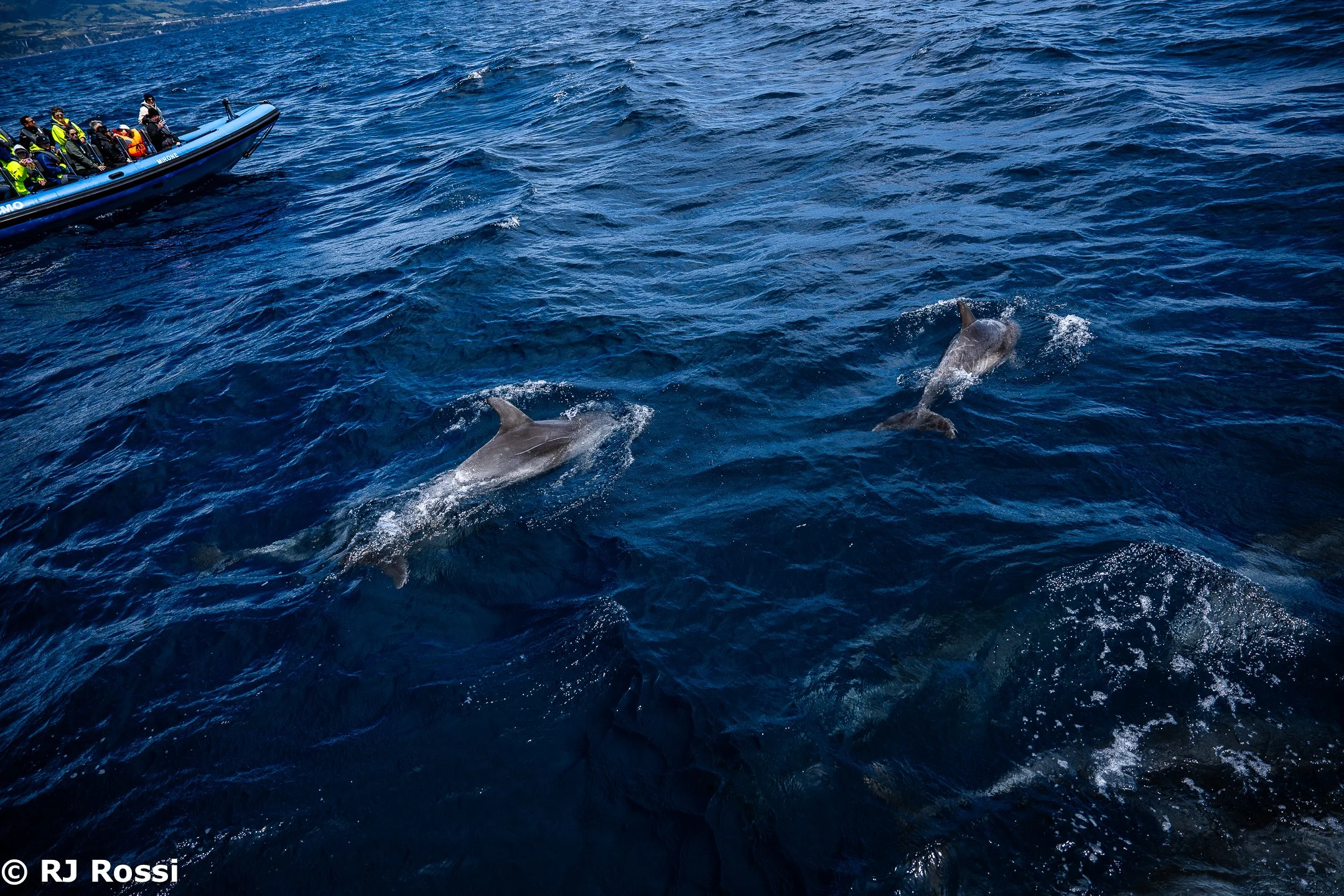 Azoreswhale-30.jpg