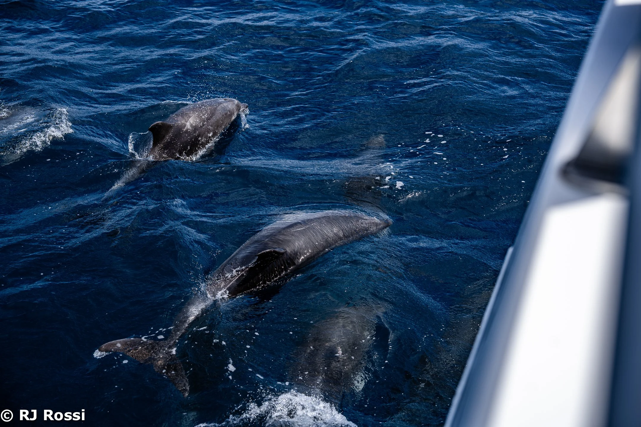 Azoreswhale-29.jpg