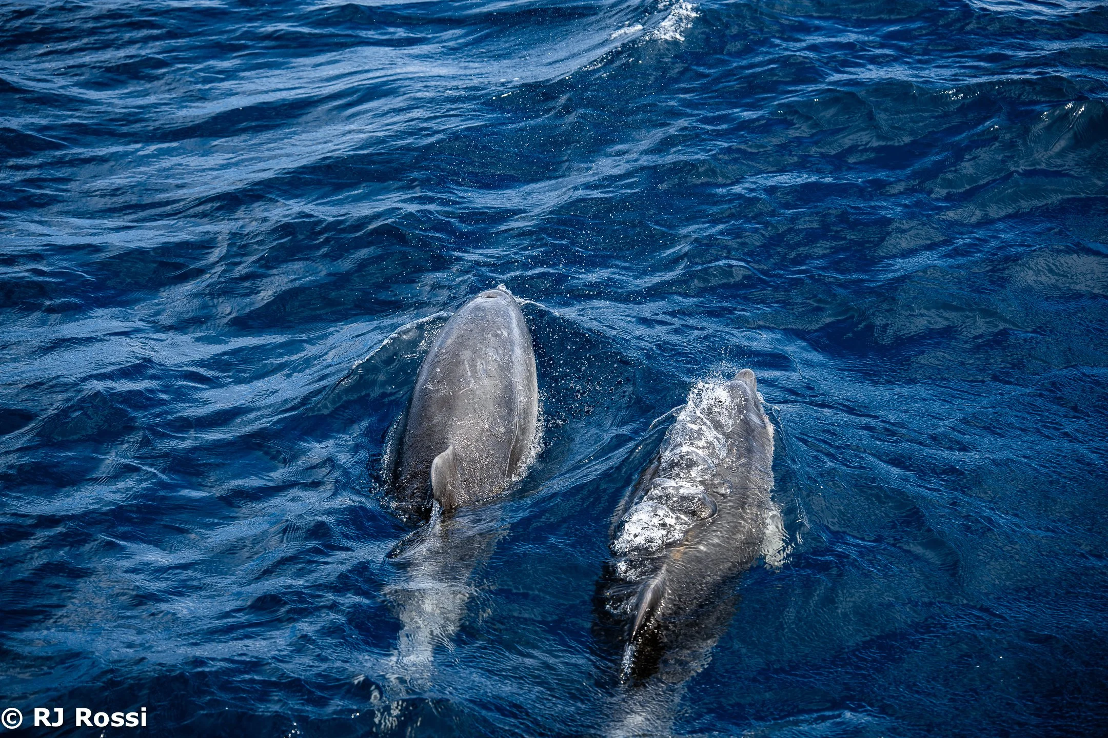 Azoreswhale-18.jpg