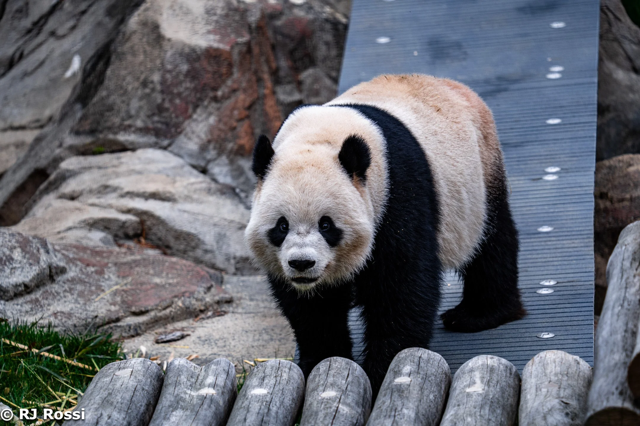 animal-17.jpg