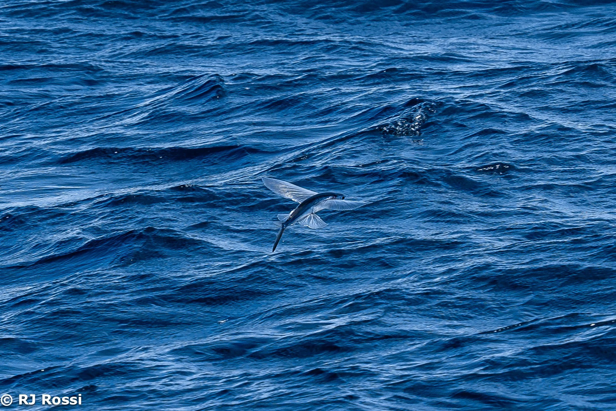 Azoreswhale-13.jpg