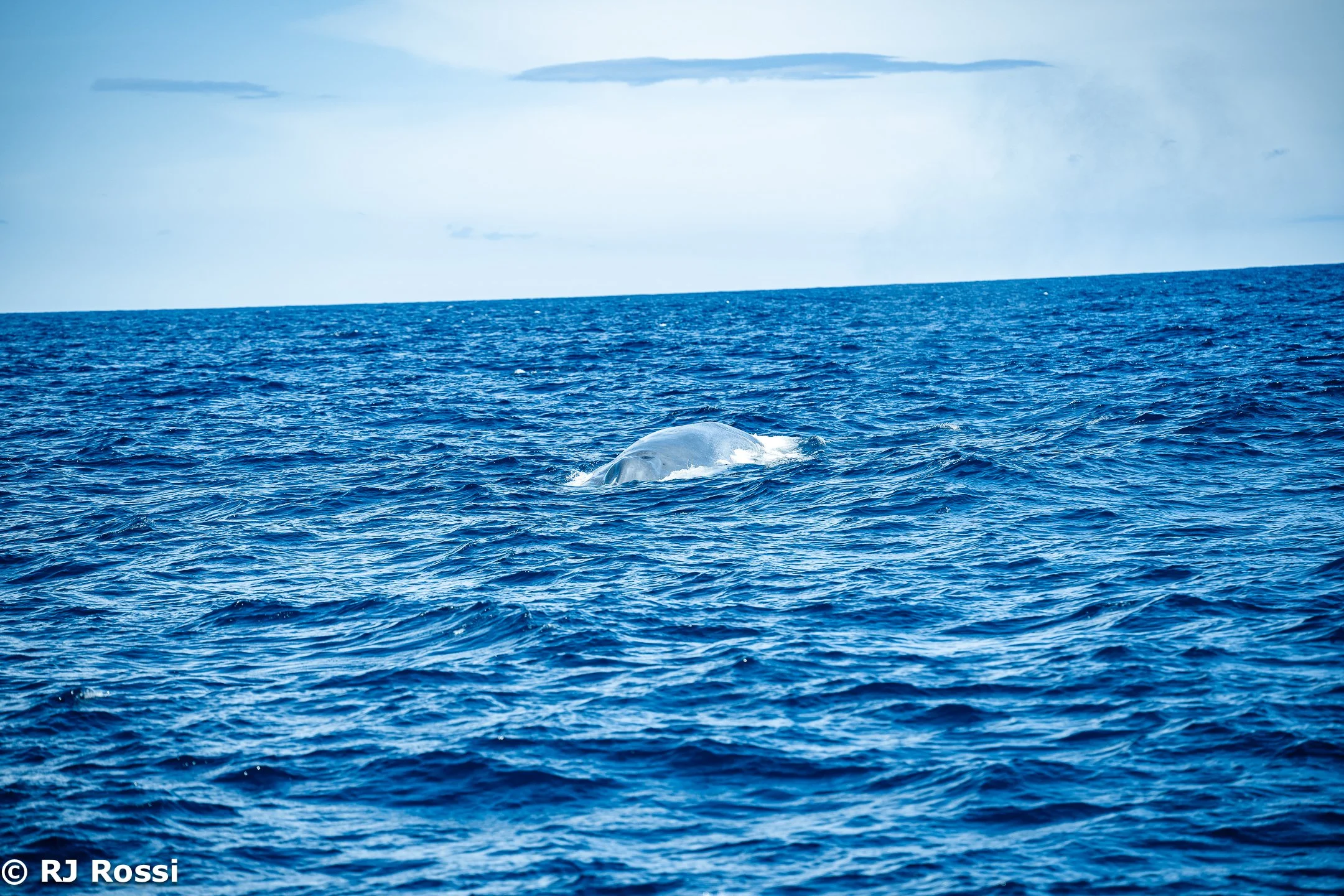 Azoreswhale-40.jpg