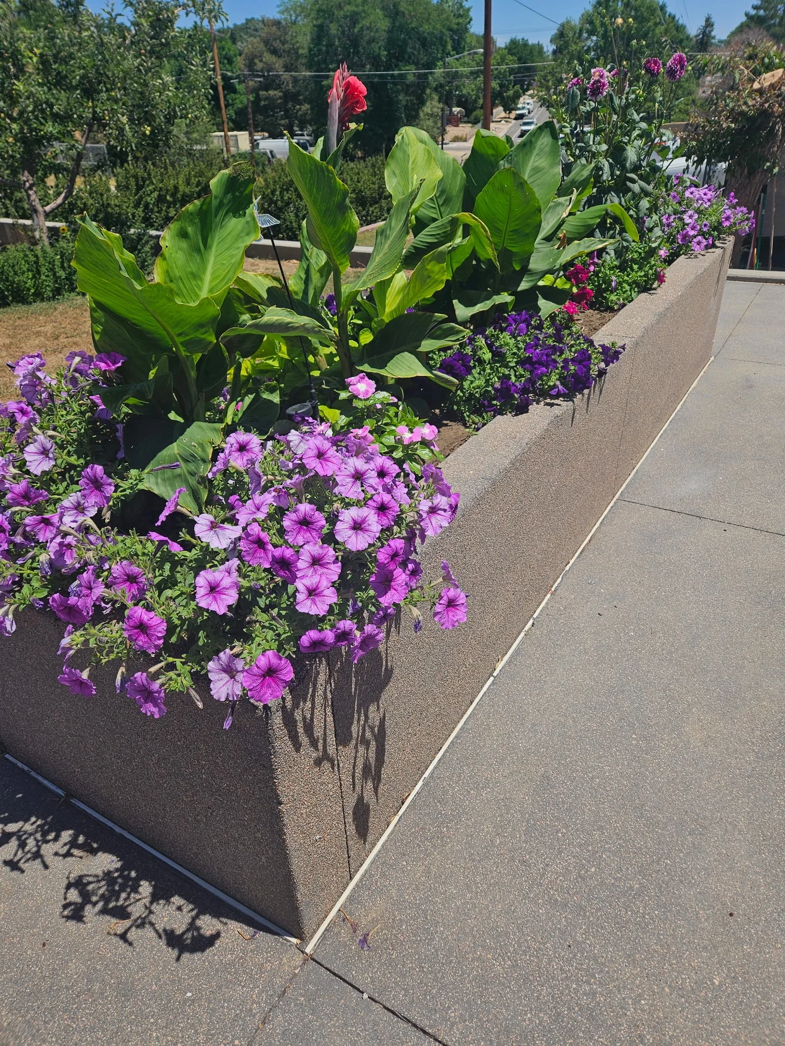 Flower bed with purple and pink petunias, green leafy plants, and a pink flowering plant in a raised concrete planter outside on a sidewalk with trees, cars, and utility poles in the background.
