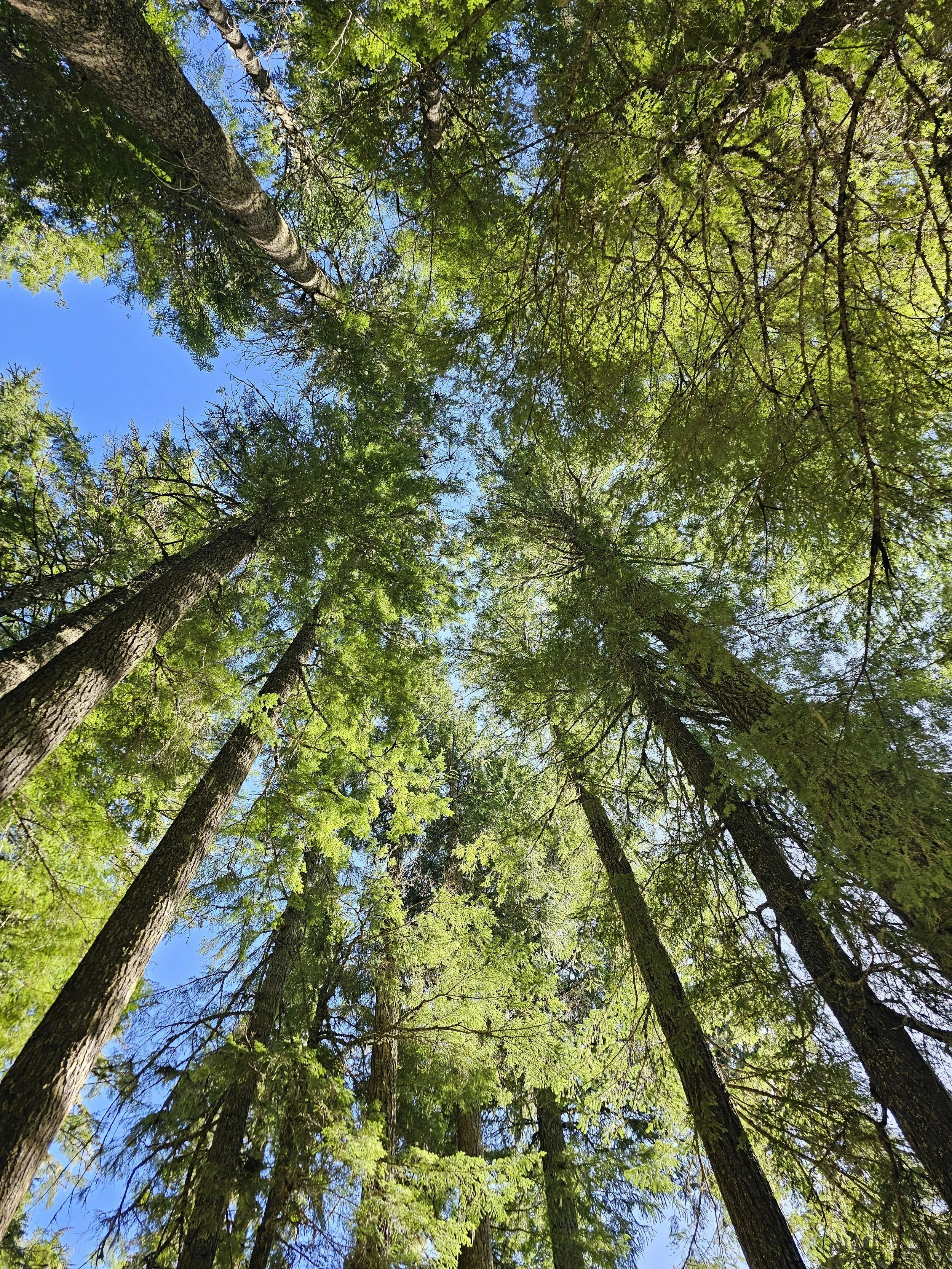 Looking up at tall pine trees with green foliage against a clear blue sky.