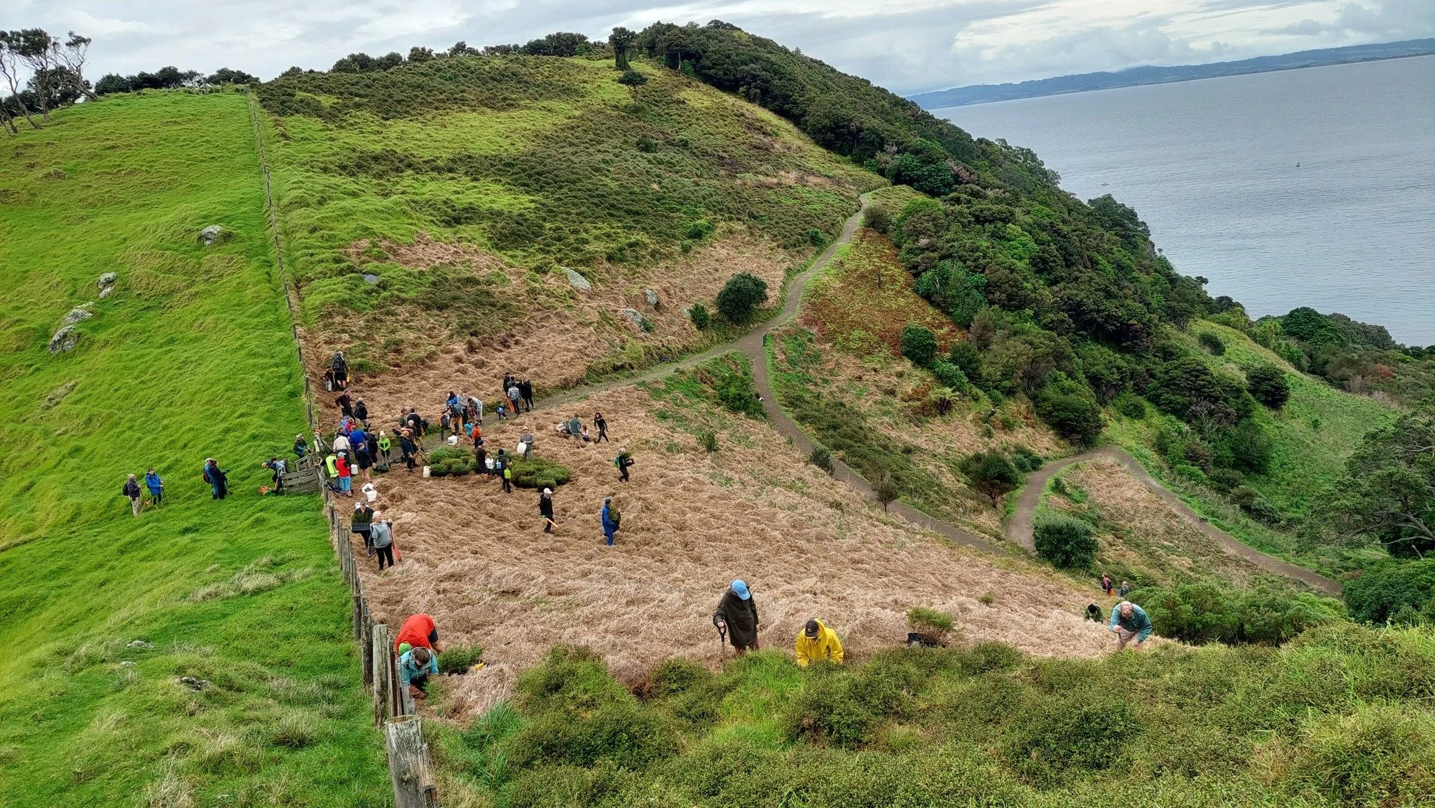 Community helps grow and plant 10,000 trees