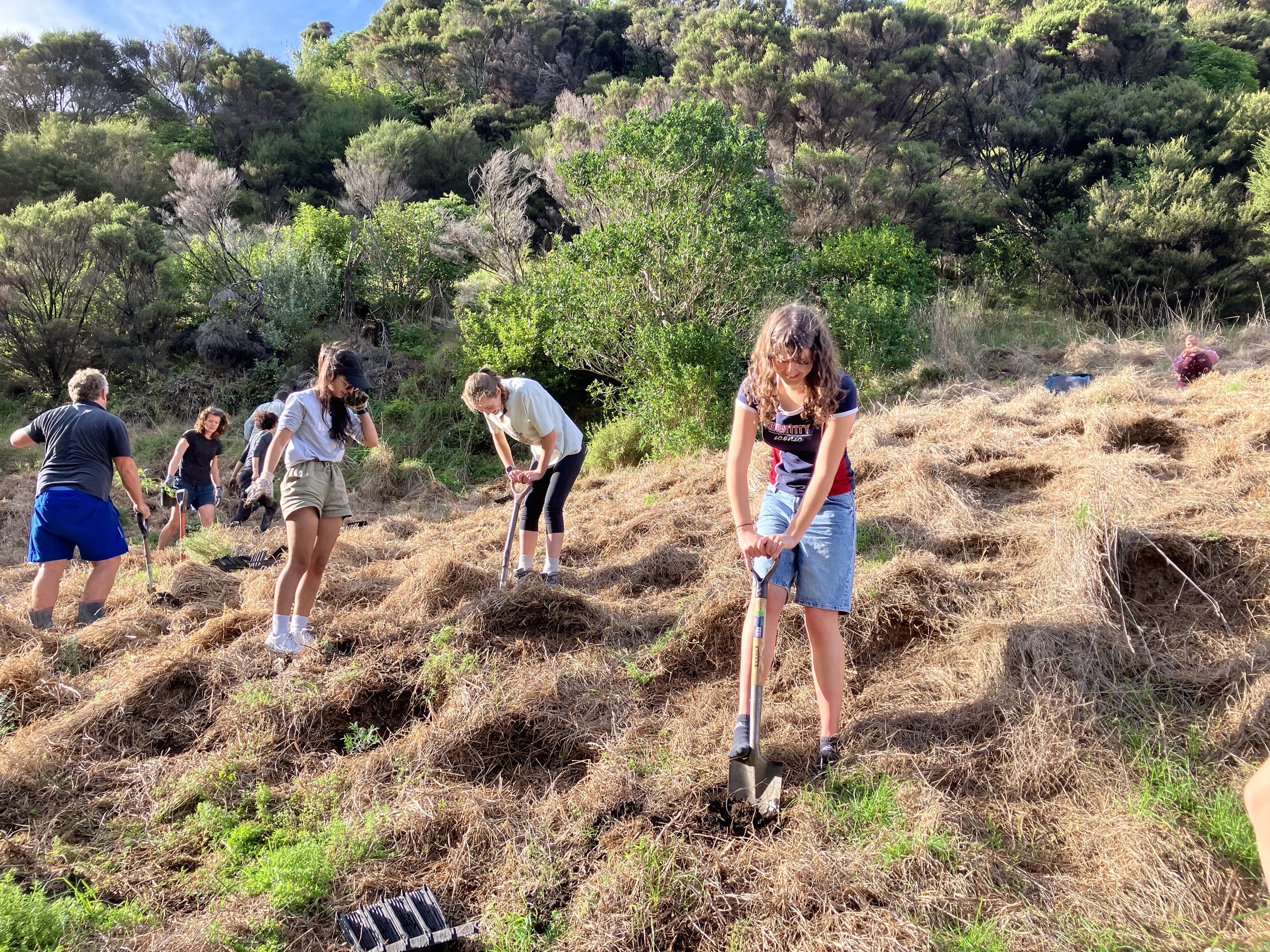 Group of people planting small trees on a hillside with dense trees and bushes in the background on a sunny day.
