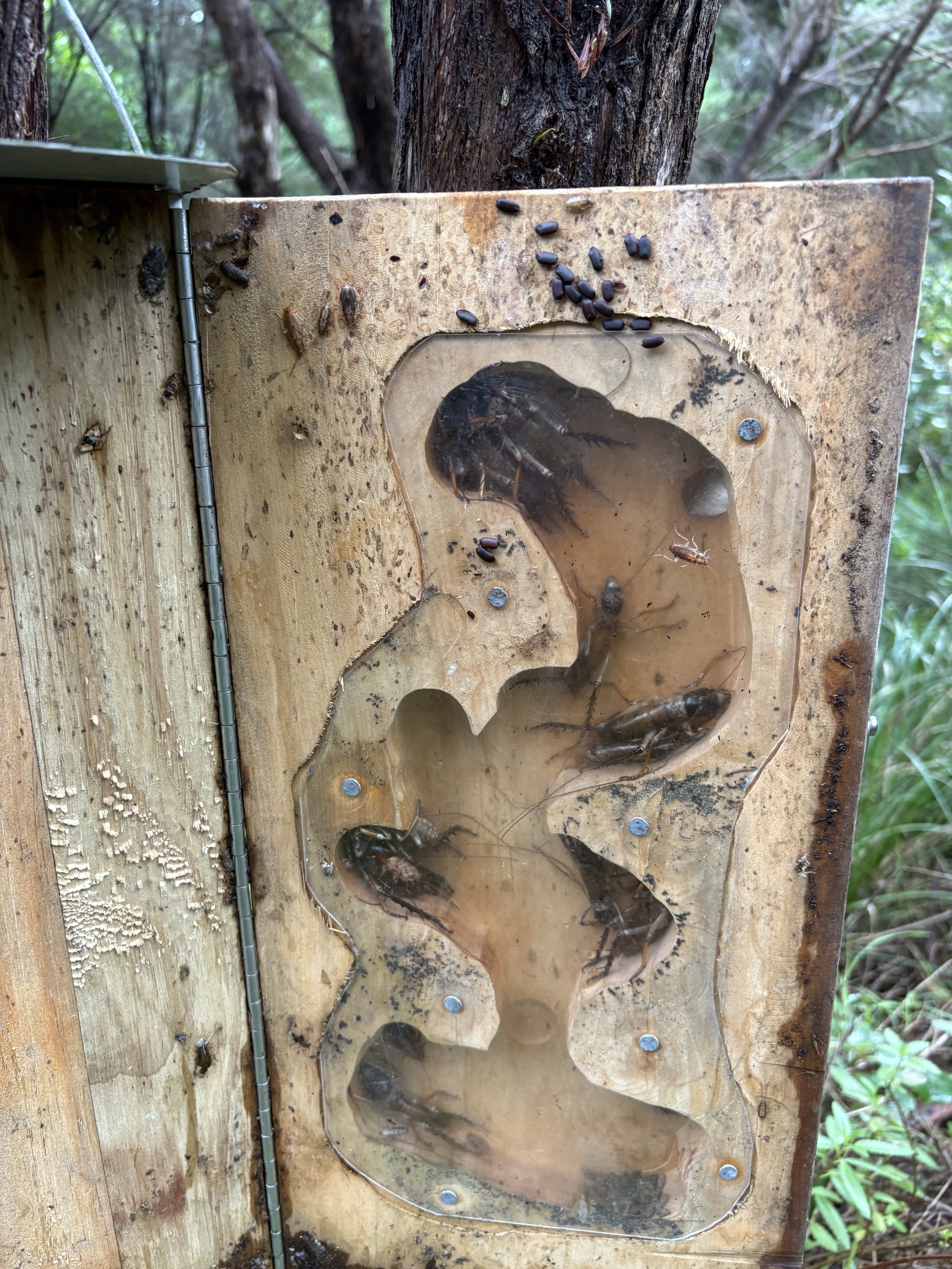 A close-up of a wooden animal trap with a plastic shopping bag inside, containing small crawfish. There are several small insects and bugs on and around the trap, set against a backdrop of trees and greenery.