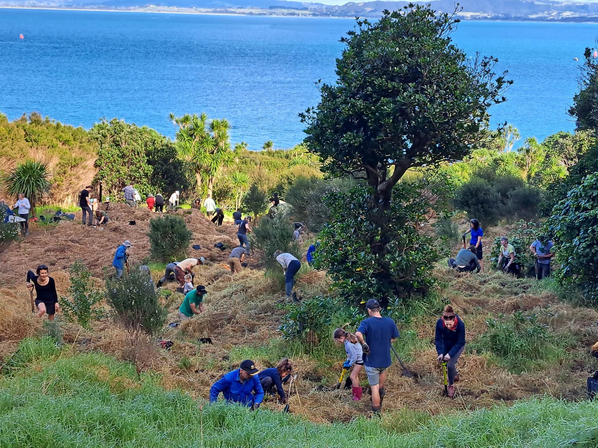 People planting trees or gardening on a hillside with a body of water and mountains in the background.