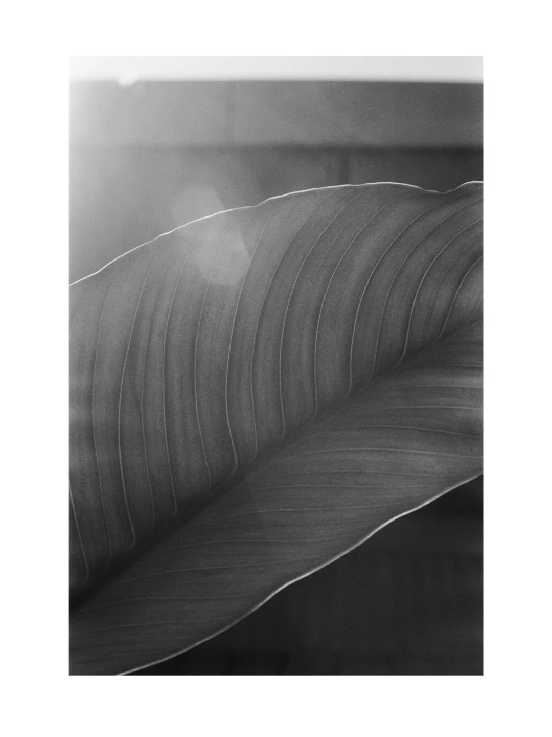 Thank you to the sun. To the light. To Mother Nature. To all the small wonders that keep quietly reminding us that truth, peace and beauty still exist in this world.

35mm

-

Rochelle Tissa is a Melbourne-based photographic artist working across fil