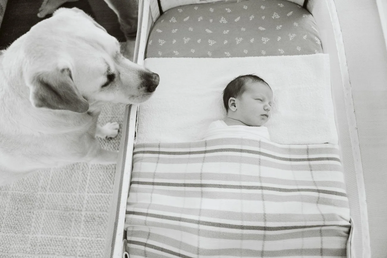 family-portraiture-dog-sleeping-baby.001.jpg