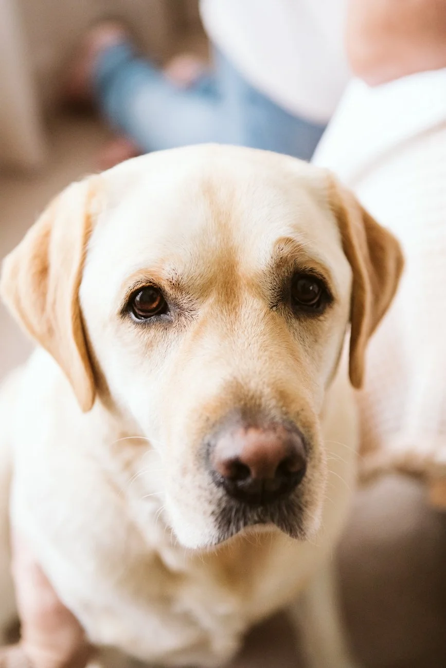 family-portraiture-family-dog.005.jpg