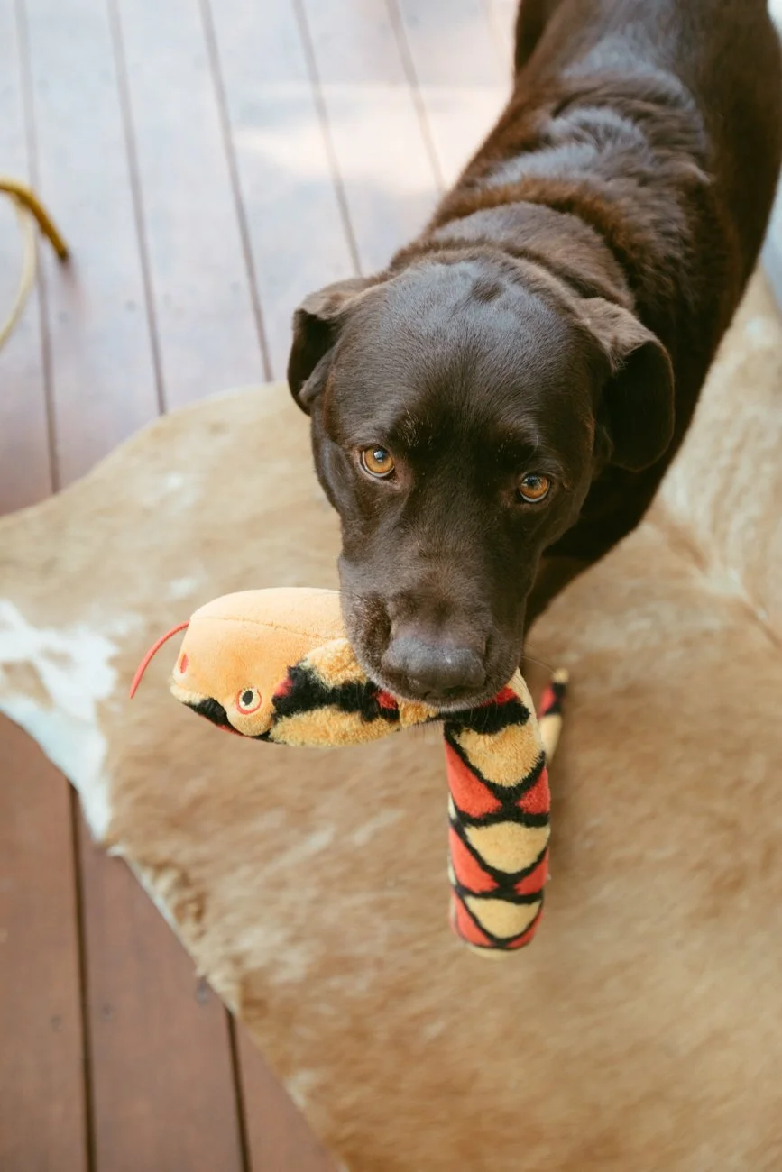 family-portraiture-dog-with-toy.001.jpg