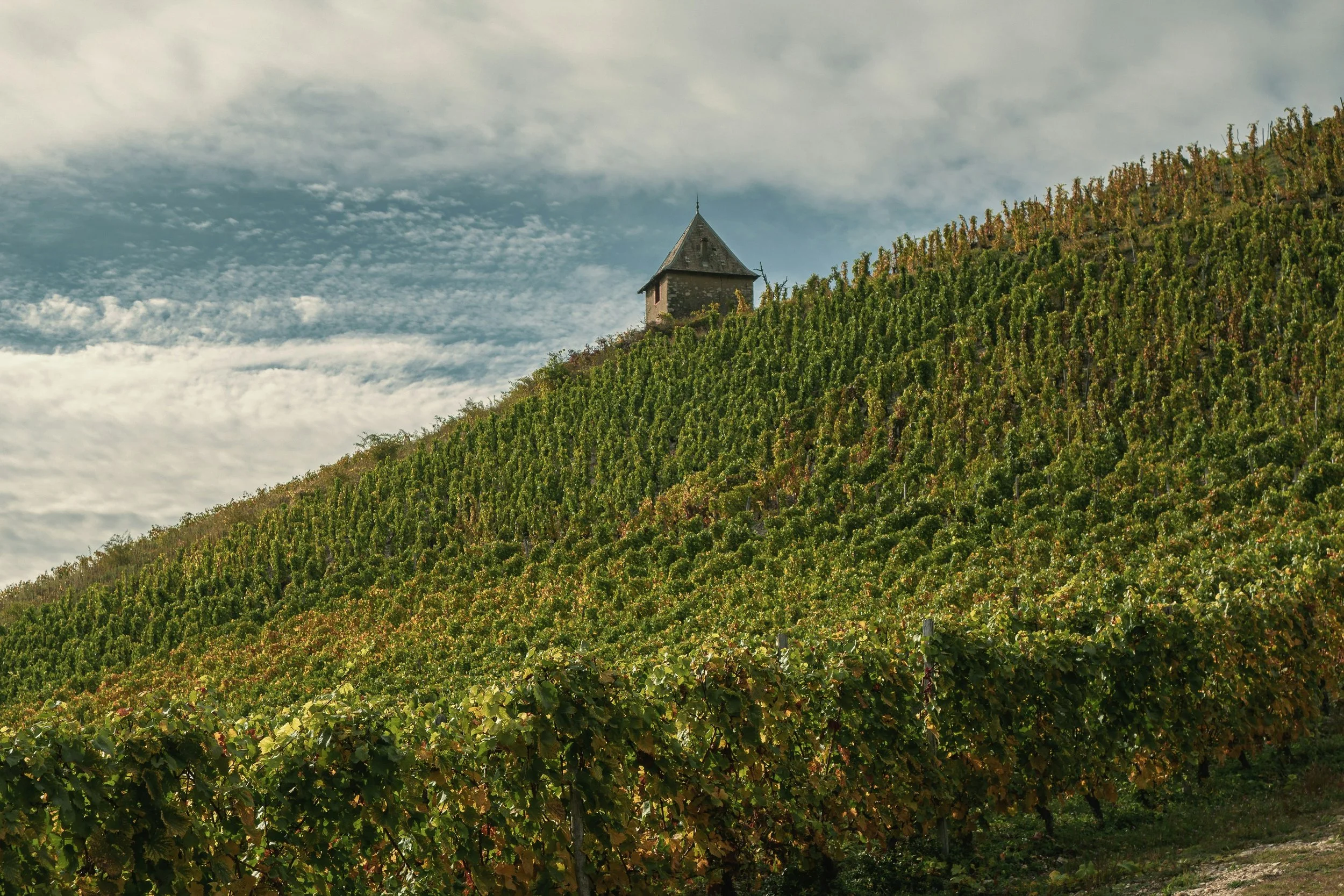 Vineyard on a hillside with a small stone building at the top, under a partly cloudy sky.