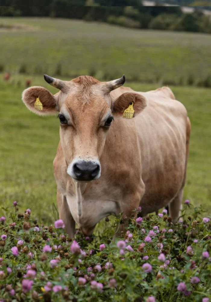 En ko står i en grønt landskab med lilla blomster foran sig.