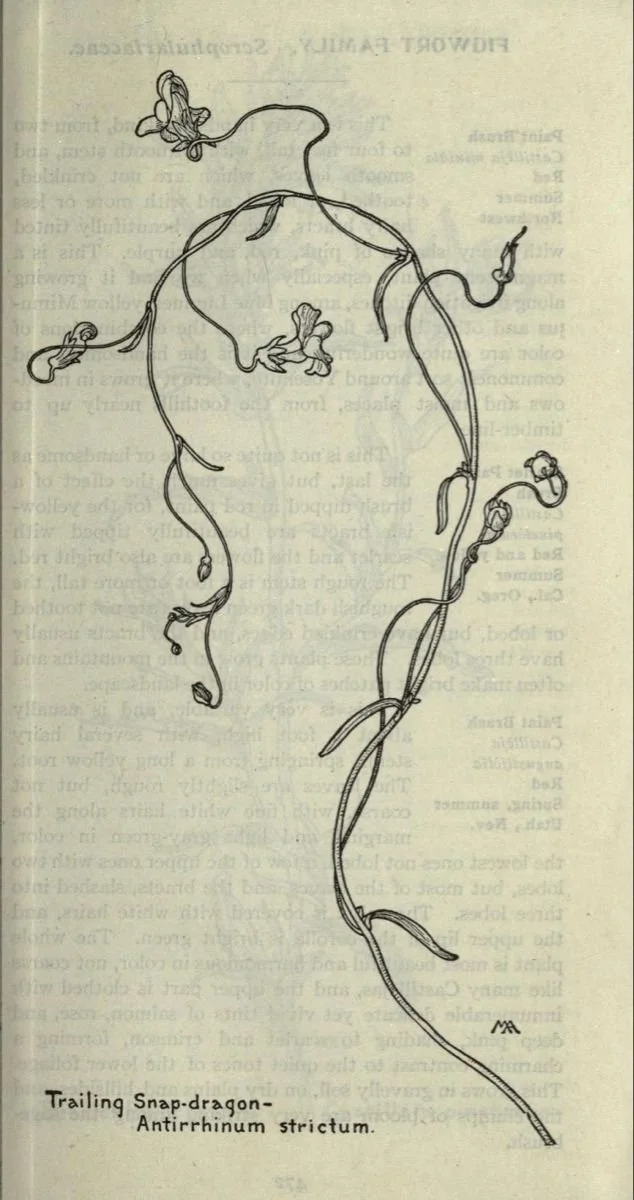 Line drawing of trailing snap-dragon plant, Antirrhinum strictum, showing stems, leaves, and flowers.