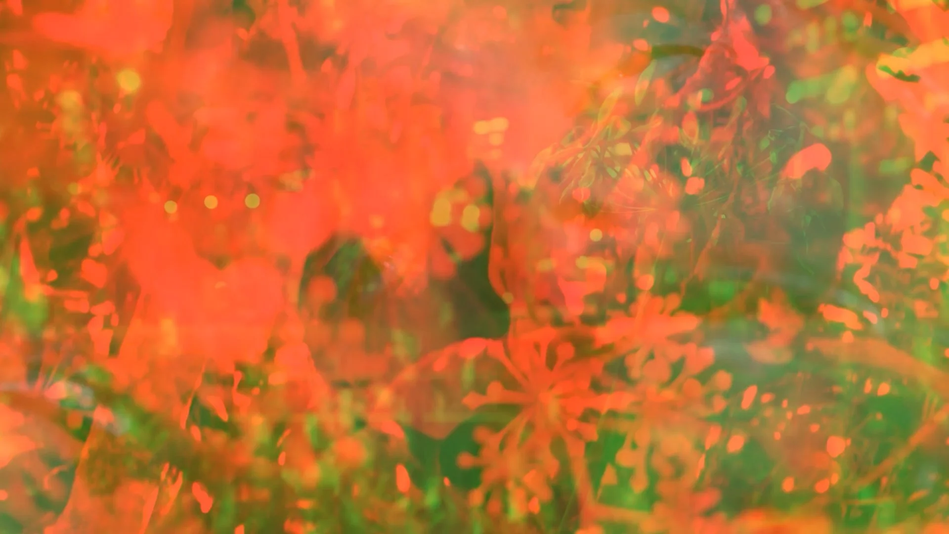 Website Giacomo.00_07_23_10.Still001.jpg