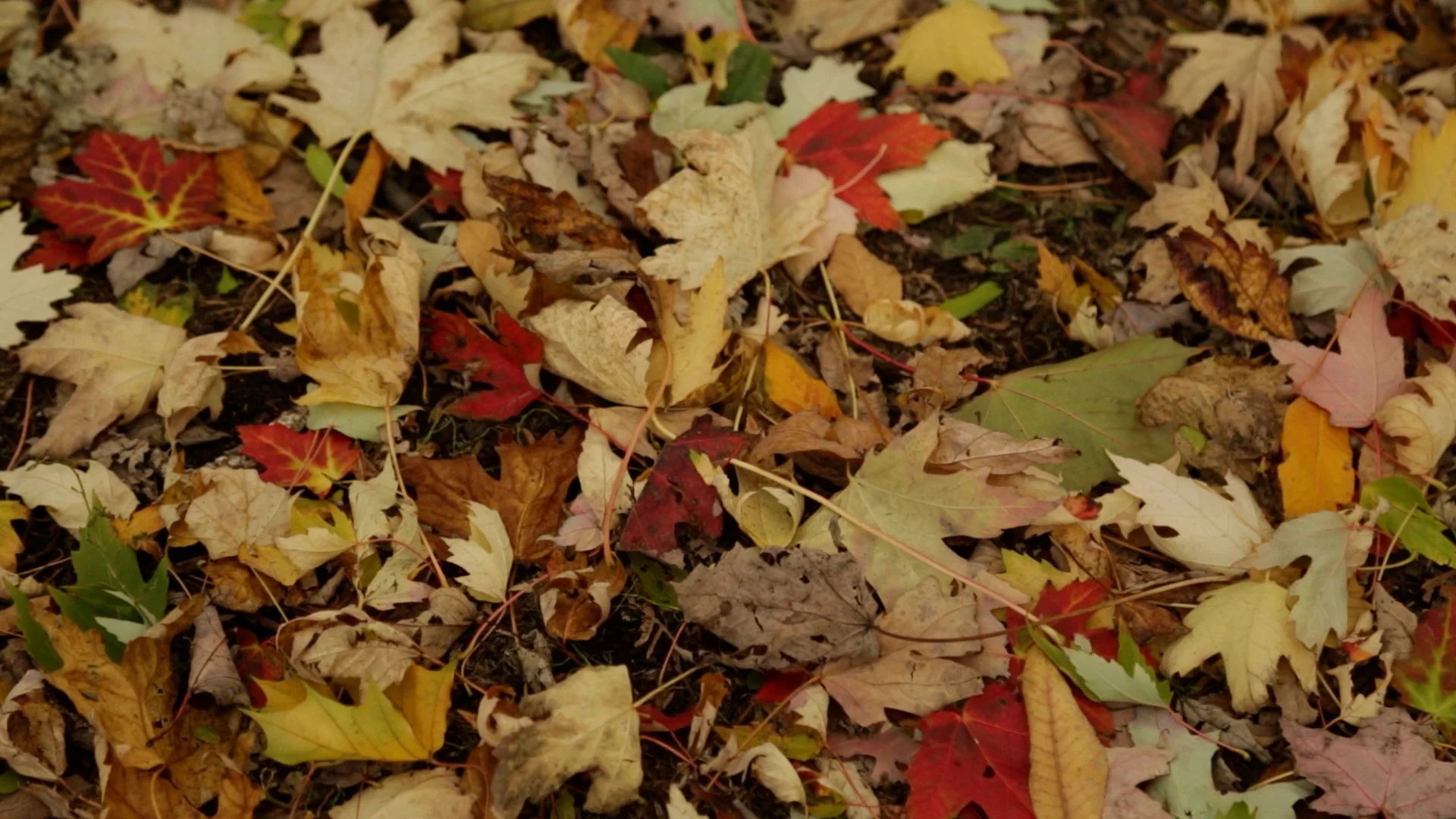 Sequence 01.00_11_08_19.Still004.jpg