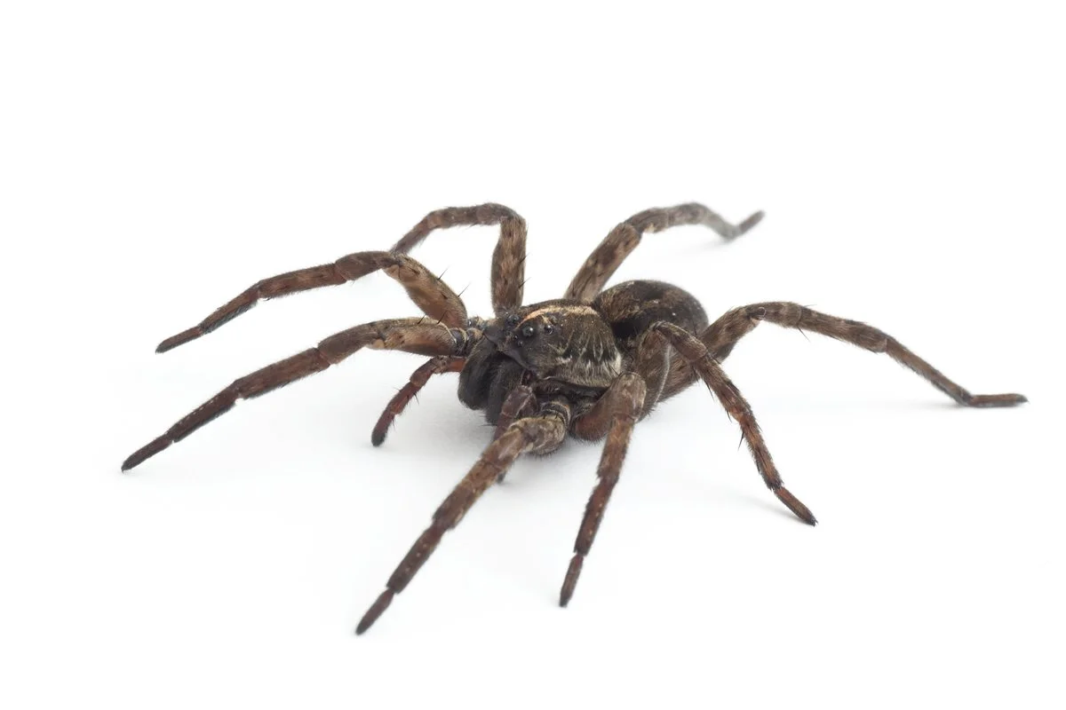 A close-up of a brown spider with long legs on a white background.