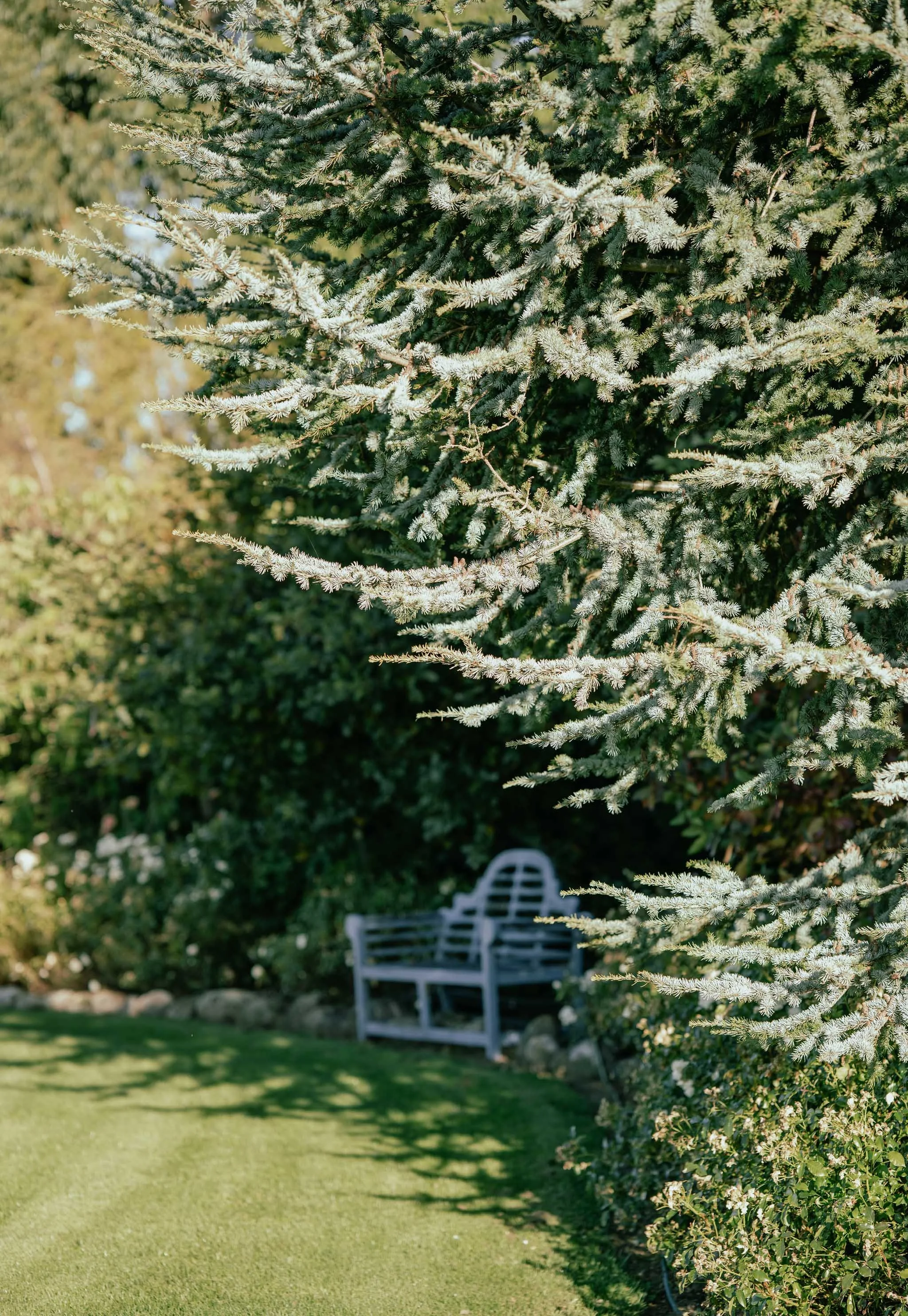 A garden scene with a large evergreen tree in the foreground and white garden bench beneath it in the background, surrounded by green bushes and grass.