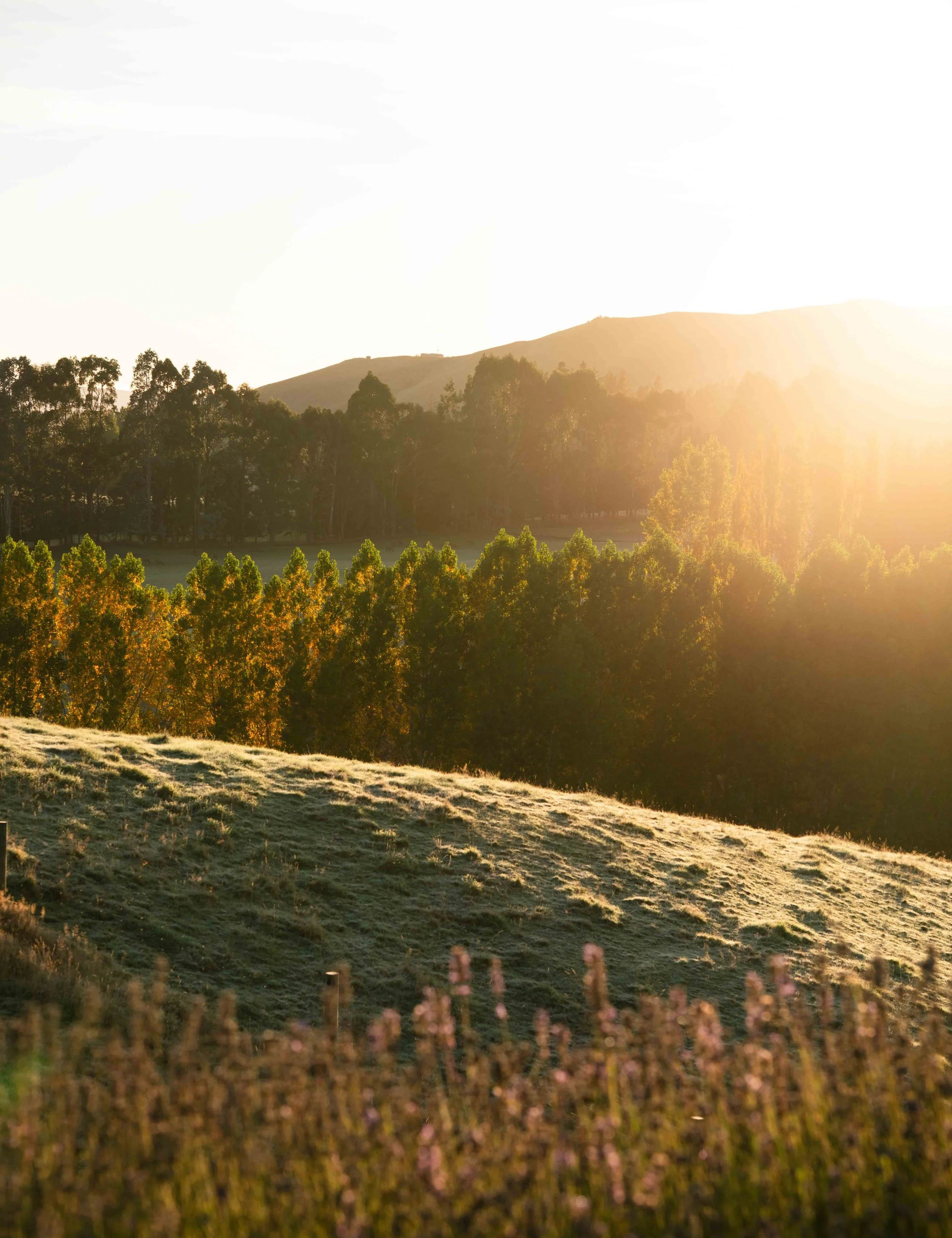 Sunset over a hilly landscape with trees and grass in the foreground